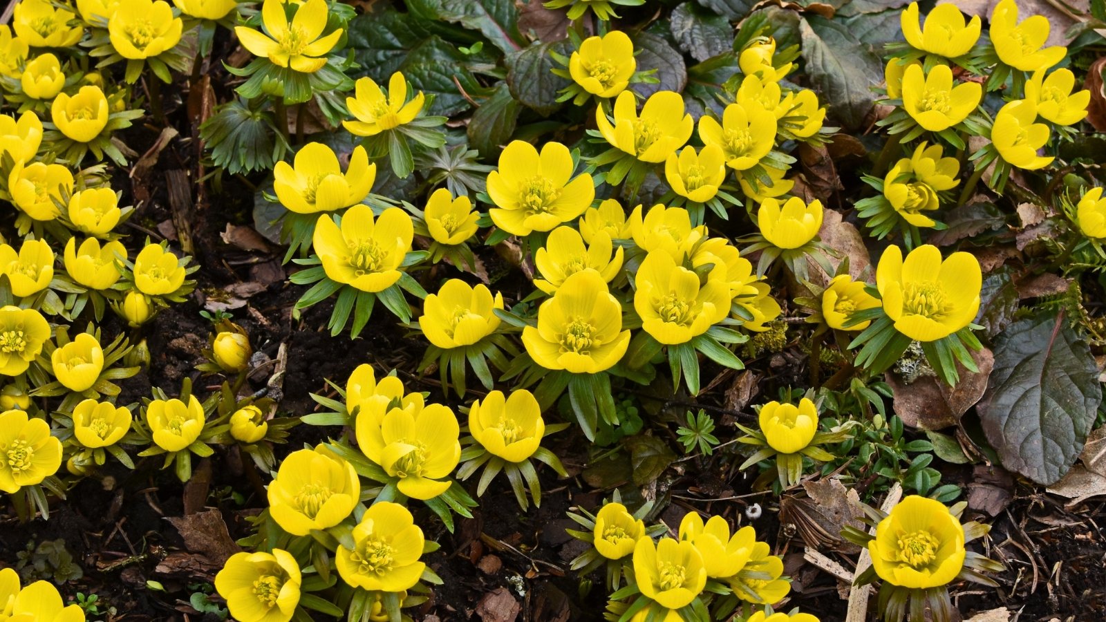 A dense mat of small, bright yellow, cup-like flowers, each surrounded by a frill of deeply cut green foliage, covers the ground.