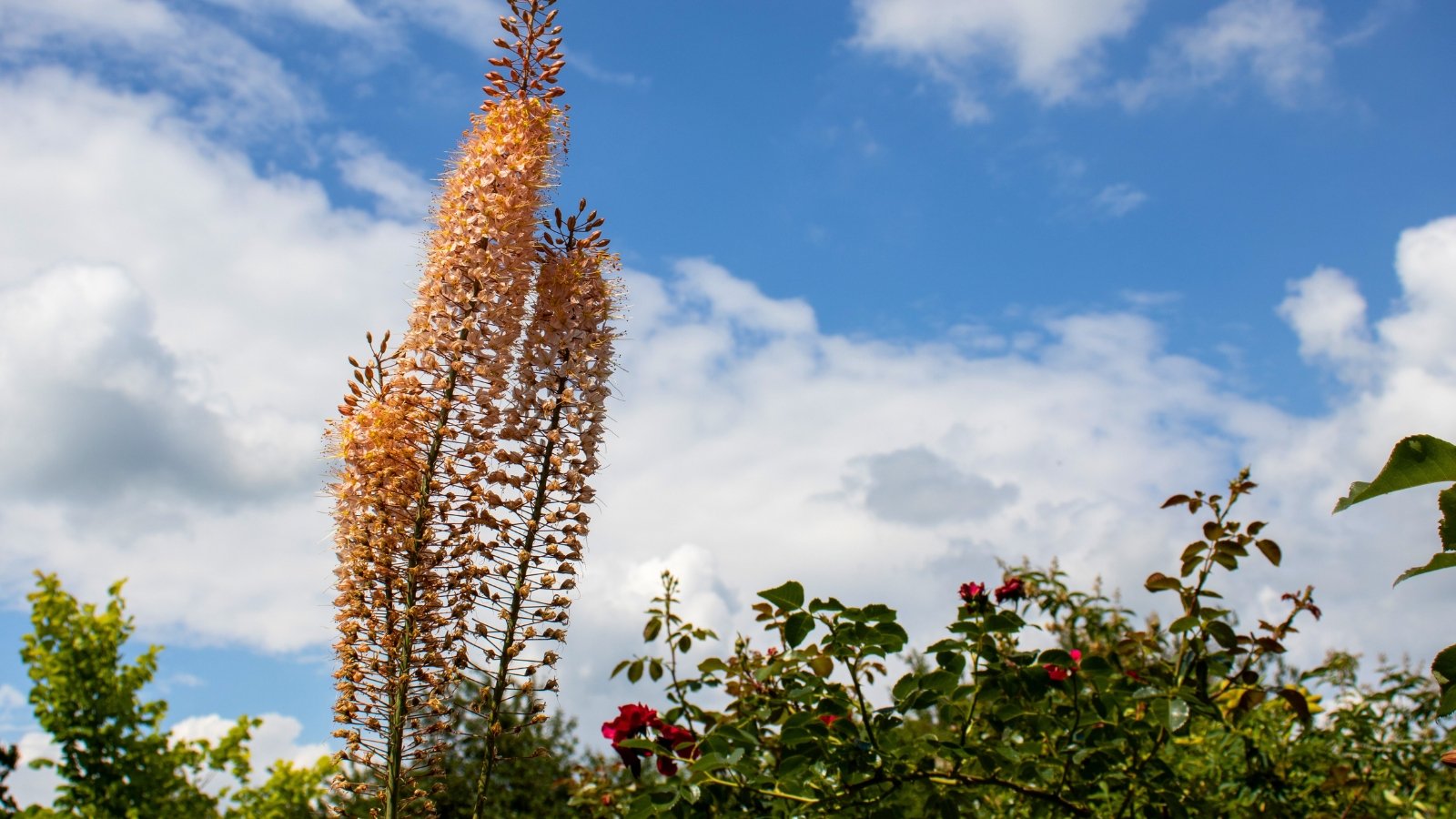 An exceptionally tall, densely packed spike of countless tiny, brush-like flowers in a pale apricot-orange color rises high above the surrounding greenery.