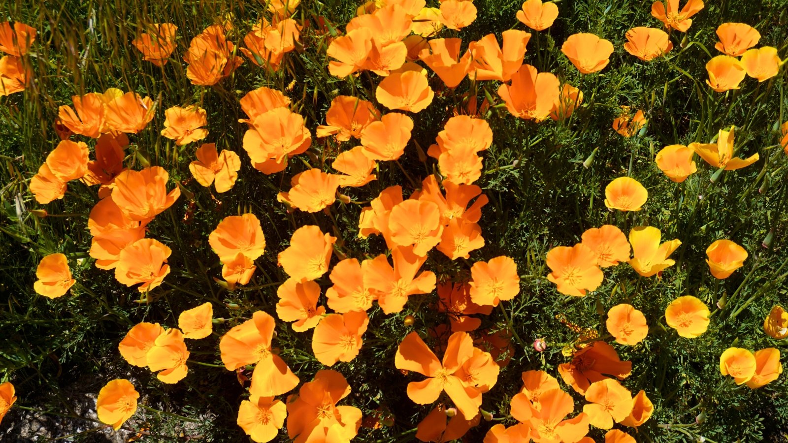 A dense patch of bright orange, cup-shaped flowers with four silky petals that are scattered over fine, blue-green foliage.