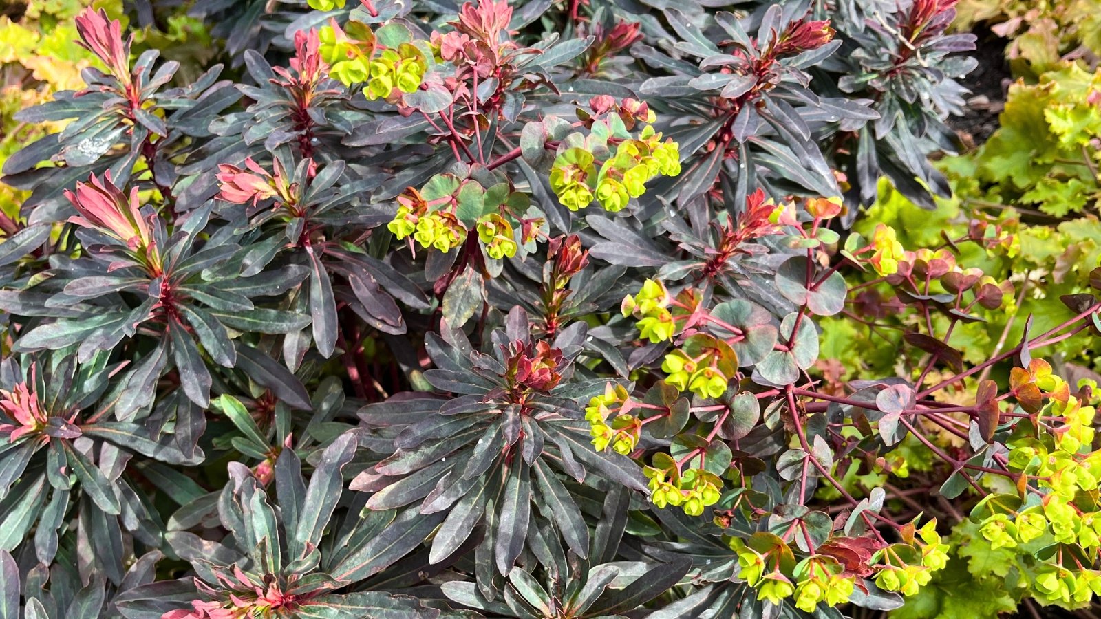 A garden plant features upright, reddish stems supporting clusters of dark purple-green leaves with slightly serrated edges, accented by small, subtle greenish-yellow flowers.