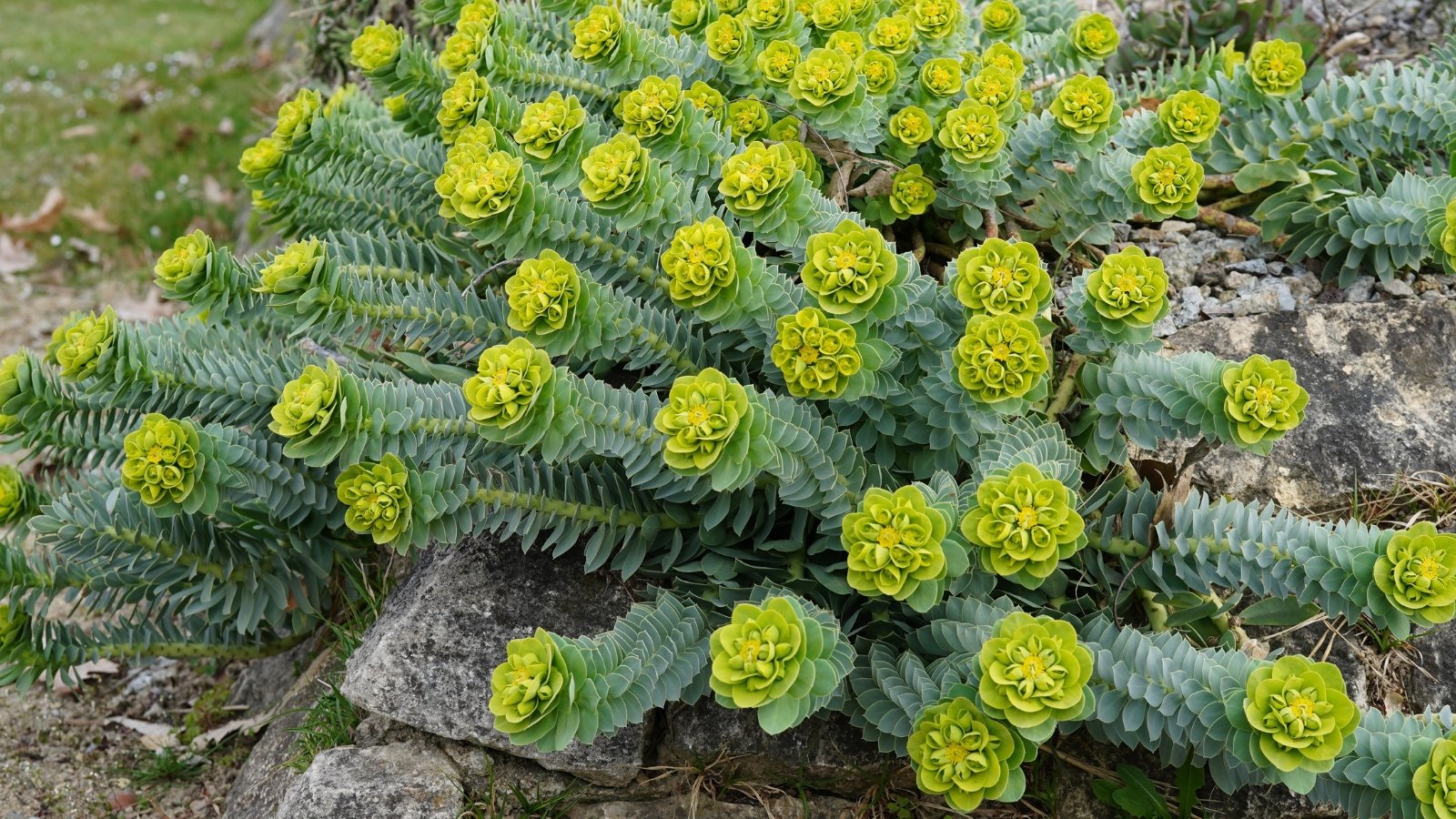 A low-growing succulent with trailing, fleshy, blue-green leaves arranged in spirals along thick stems, forming a dense mat with small, yellow-green flower clusters.