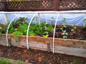 A raised wooden bed filled with various vegetable crops is topped with half-ring supports forming a poly tunnel to extend the gardening season.