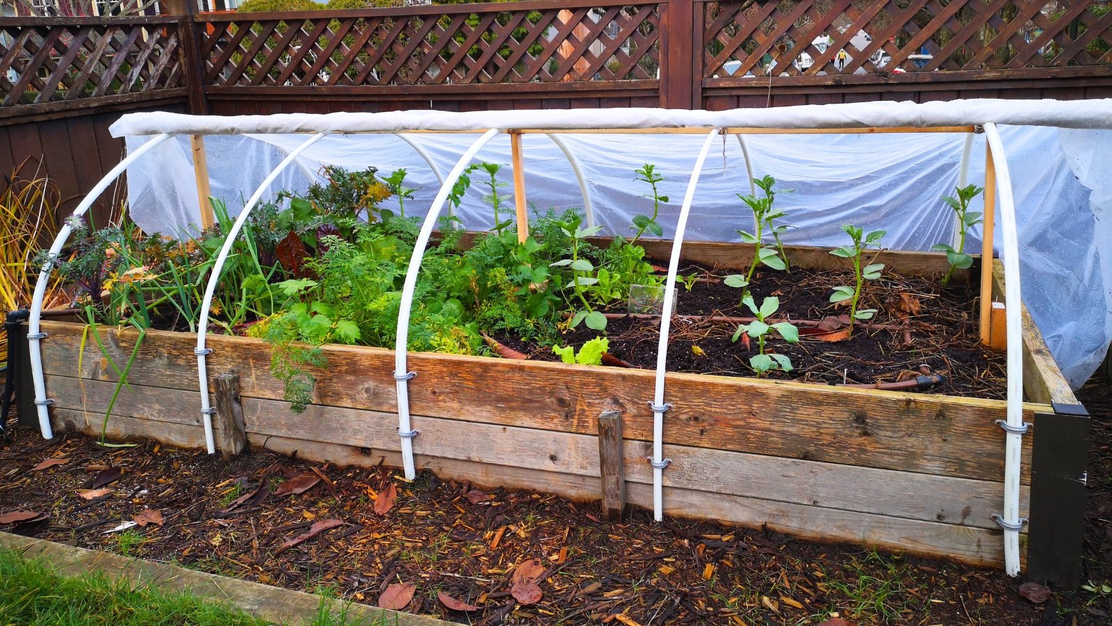 A raised wooden bed filled with various vegetable crops is topped with half-ring supports forming a poly tunnel to extend the gardening season.