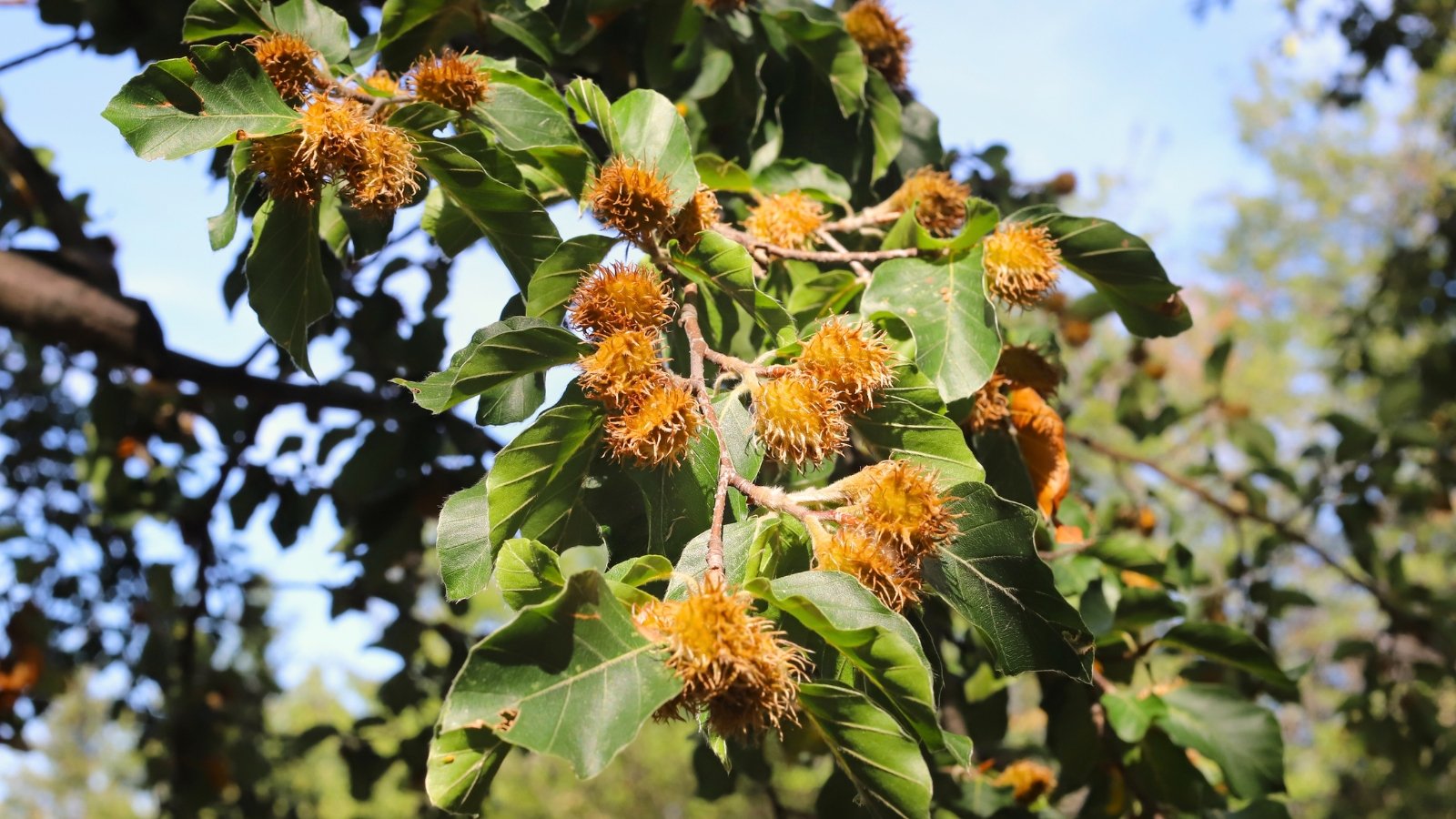 Branches with glossy, ovate leaves with finely toothed edges and small spiky fruits clustered along the stems.