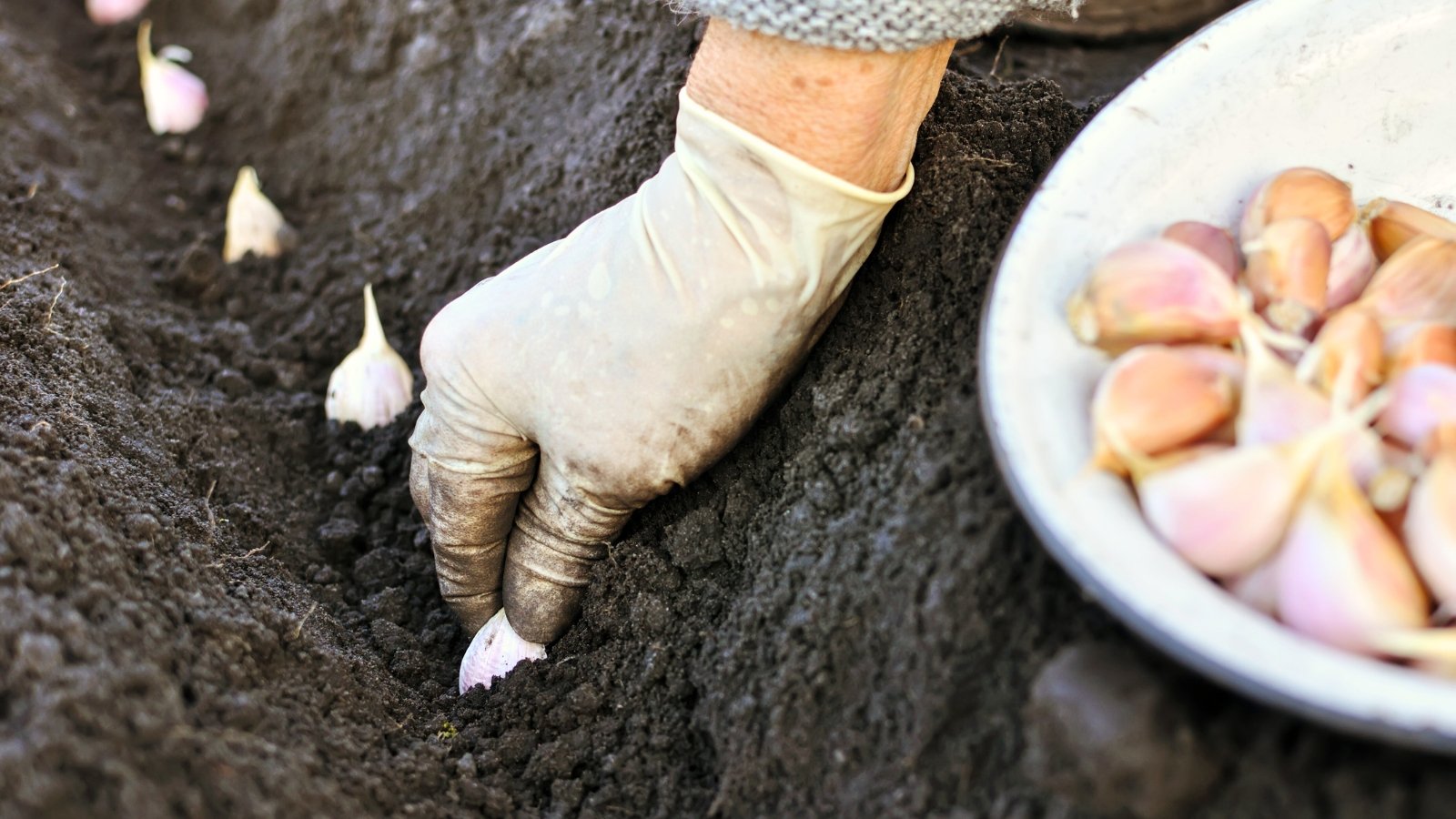 A farmer wearing white gloves plants garlic cloves with white-pinkish papery husks into loose, dark brown garden soil.
