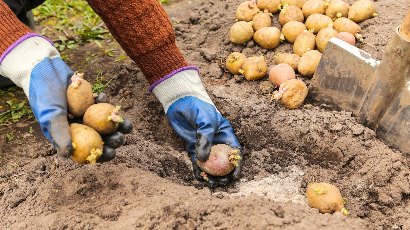 A farmer wearing gloves plants sprouted potato tubers into dark, loose soil, spacing them carefully in the garden bed.