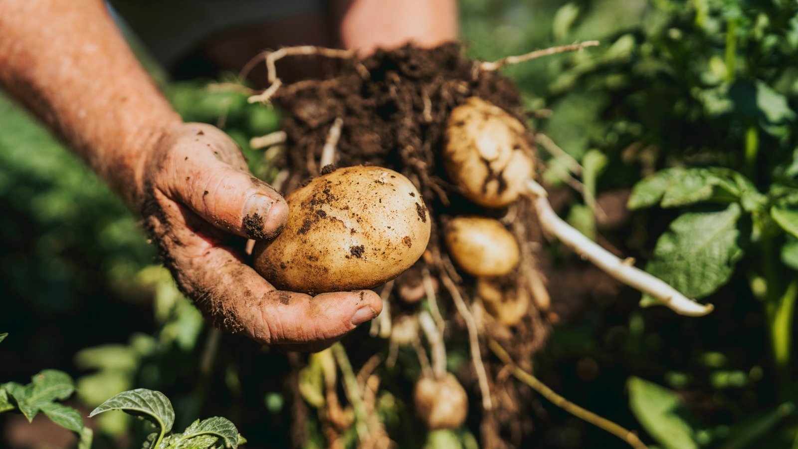 A gardener’s hands hold a round, ripe potato tuber with smooth, light-colored skin against the background of a freshly dug potato plant.
