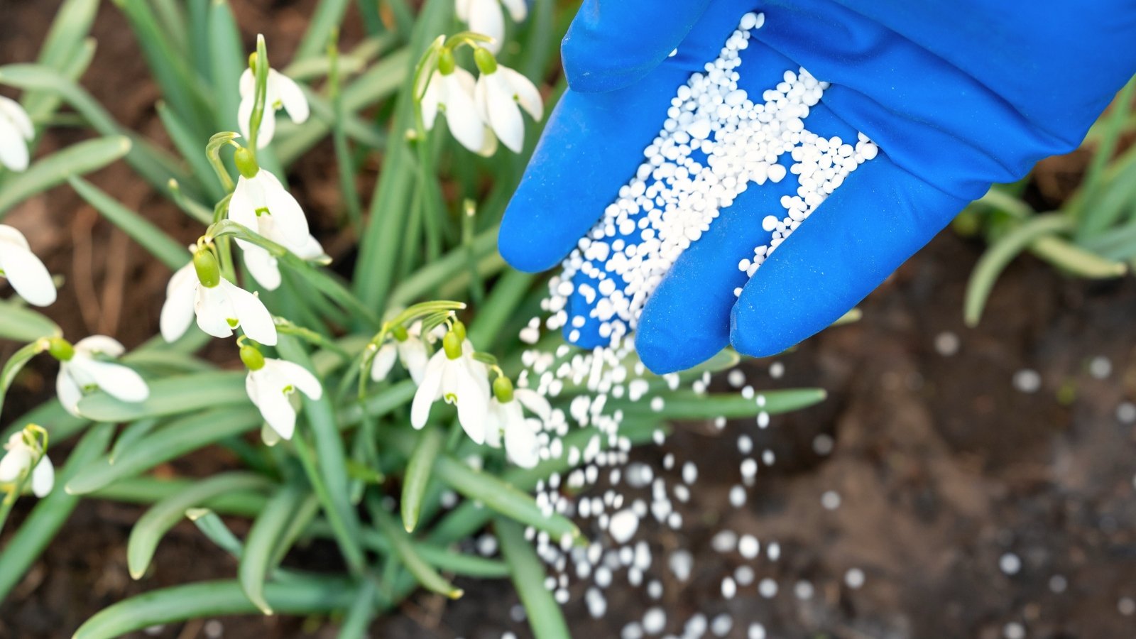 A gardener's hand in a blue glove sprinkles white granular fertilizer over delicate nodding white flowers with green-tipped inner petals on slender green stems, surrounded by narrow, lance-shaped leaves.