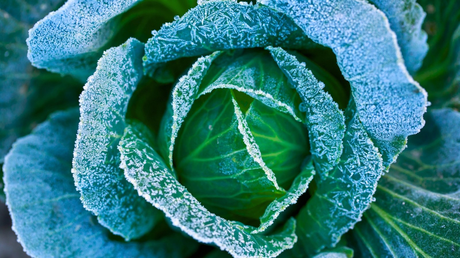 Close-up of cabbage leaves coated with the first autumn frost, their green surfaces sparkling with tiny ice crystals.