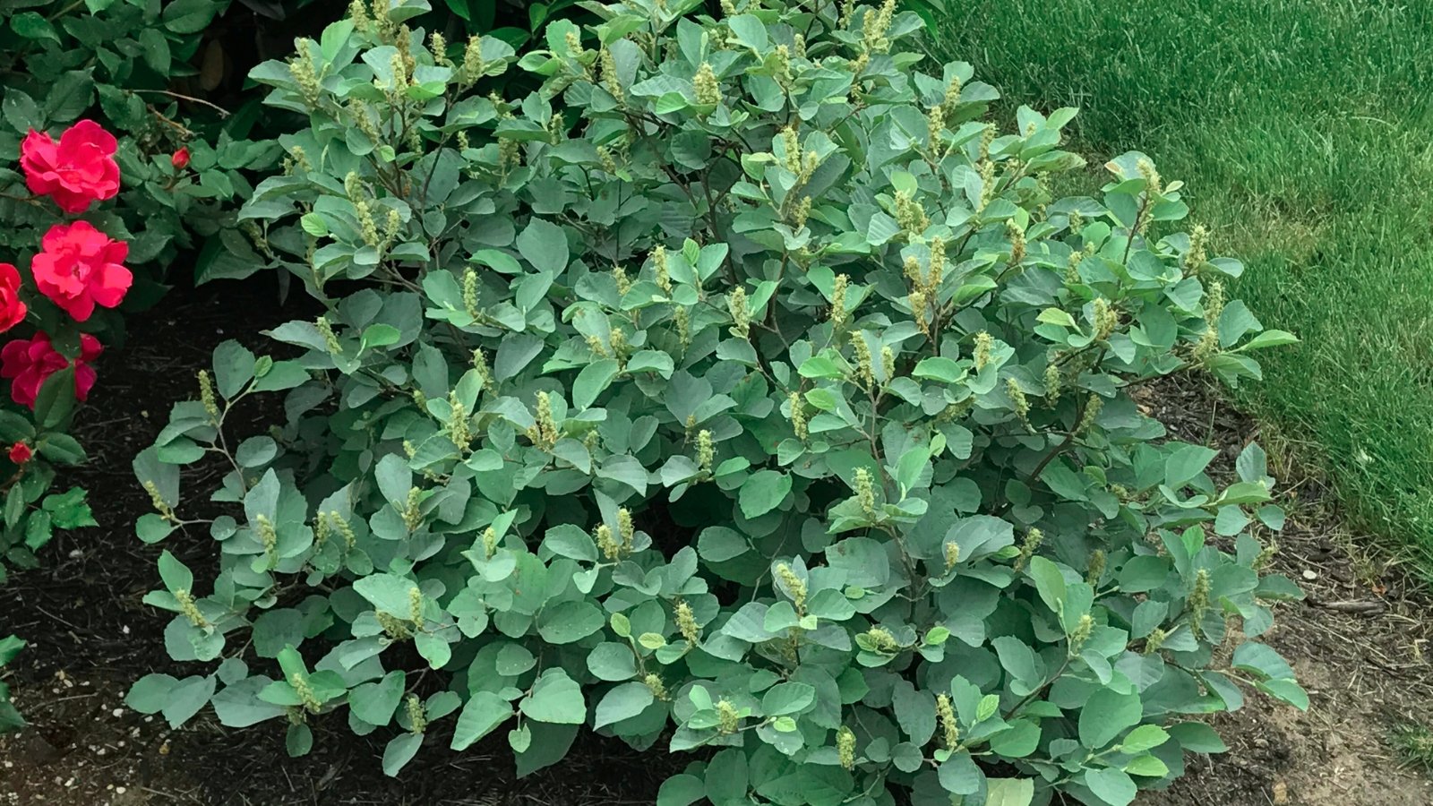 Compact deciduous shrub with rounded form, bluish-green serrated leaves, and bottlebrush-like greenish-white buds.