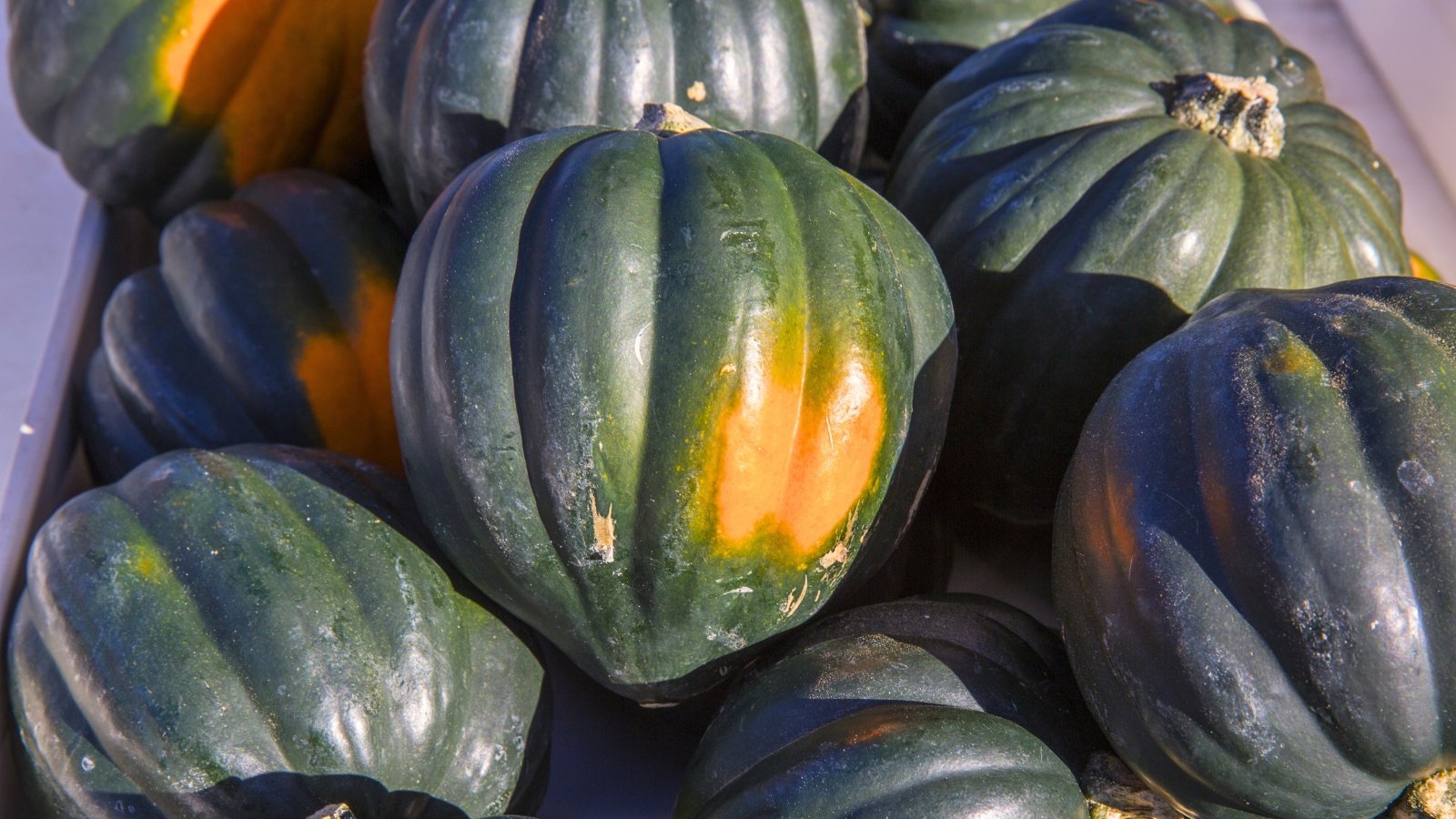 Freshly picked green acorn squash fruits with ribbed dark green skin and bright orange ripening spots are neatly arranged in a crate.