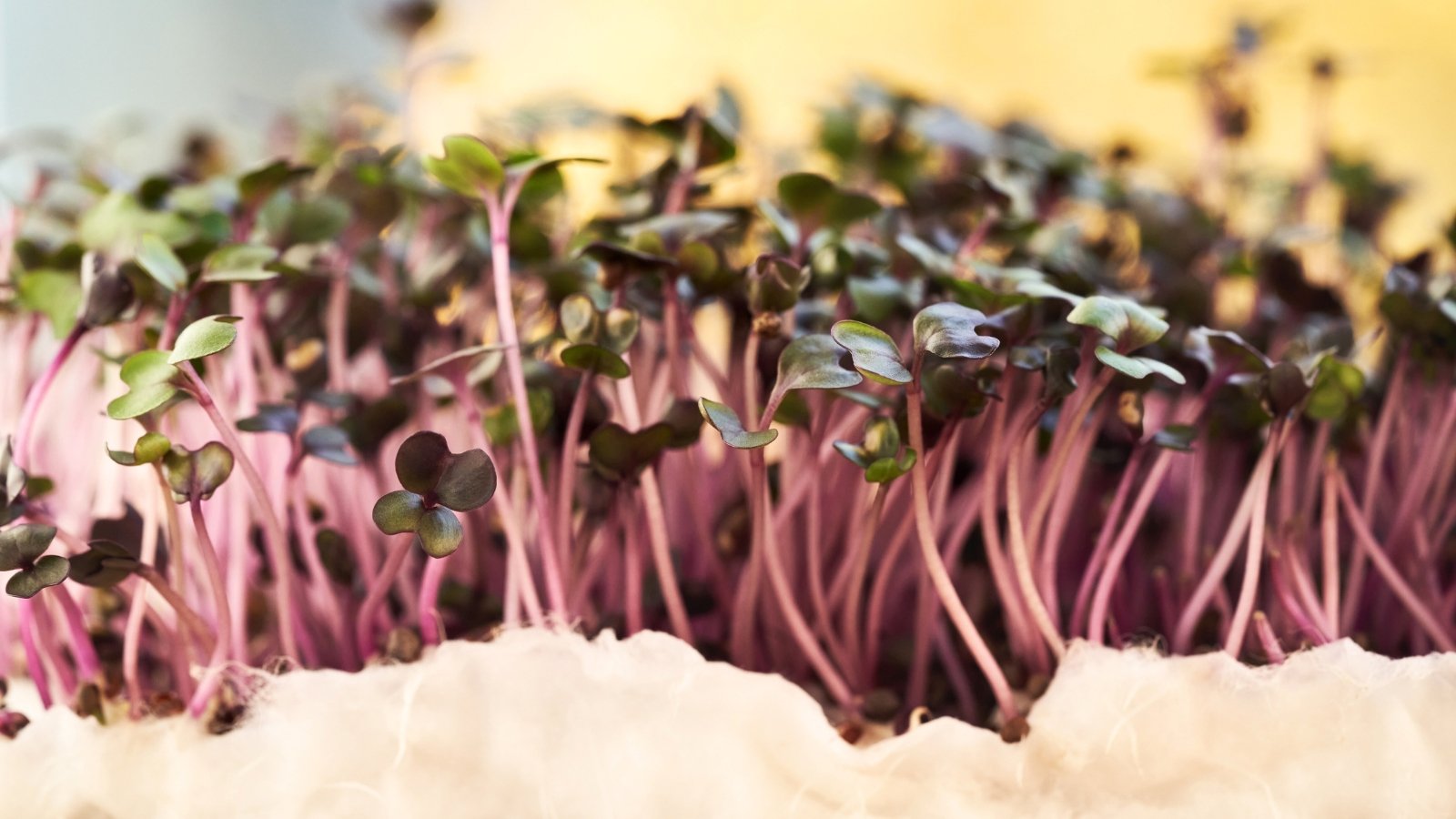 A tray of fresh purple cabbage sprouts with tiny, vibrant purple and green leaves emerging from slender stems.

