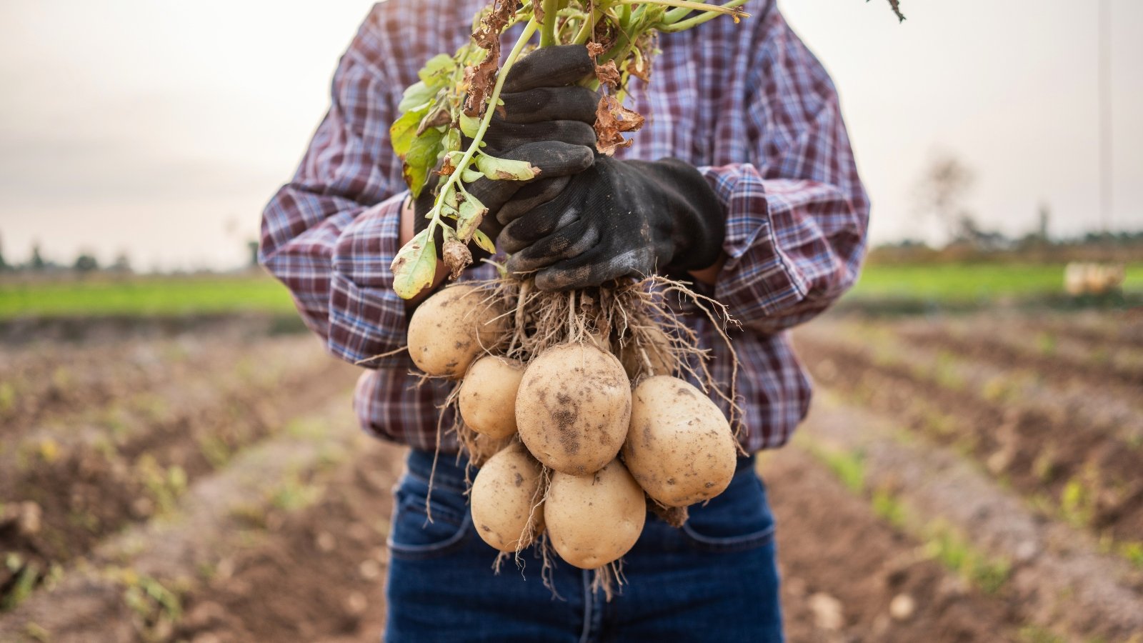A young female farmer holds a freshly dug potato plant, with several plump, earthy tubers dangling from its roots and green leafy stems still attached.