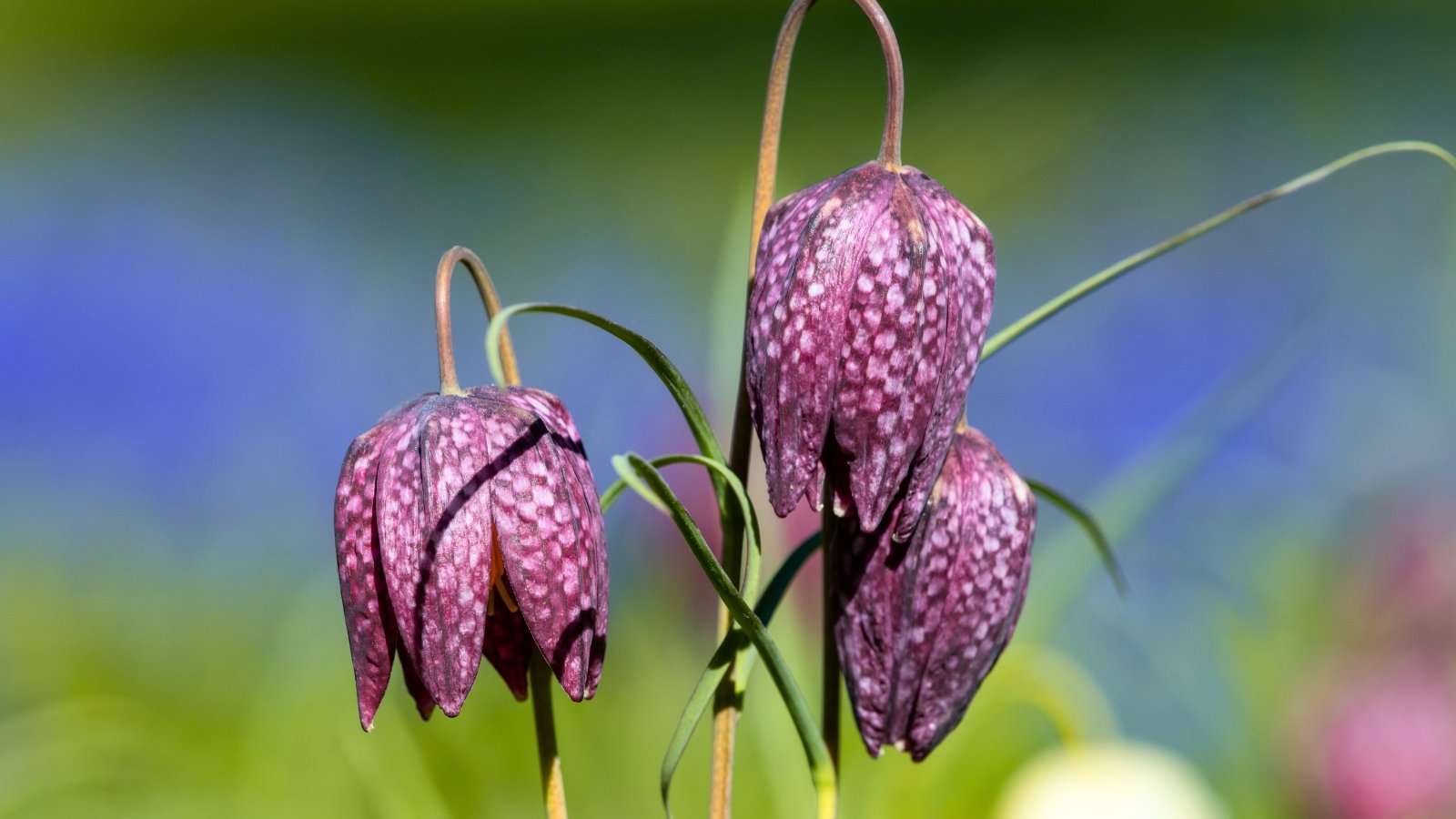 Three drooping, bell-shaped flowers display a unique checkered pattern of deep purple and paler magenta squares.