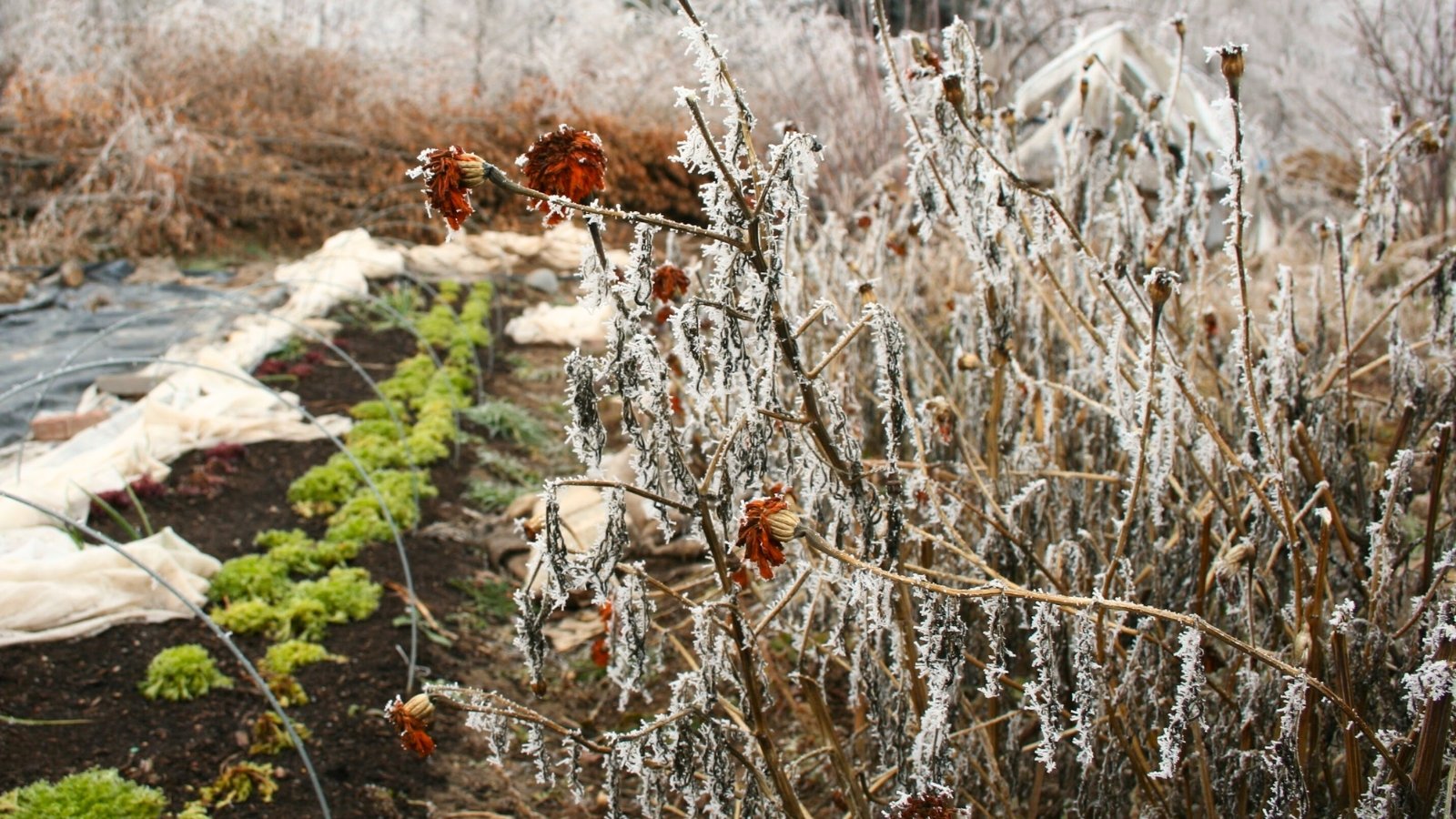 Dead, frozen marigolds with wilted, brown petals sit in focus next to a row of green lettuce.
