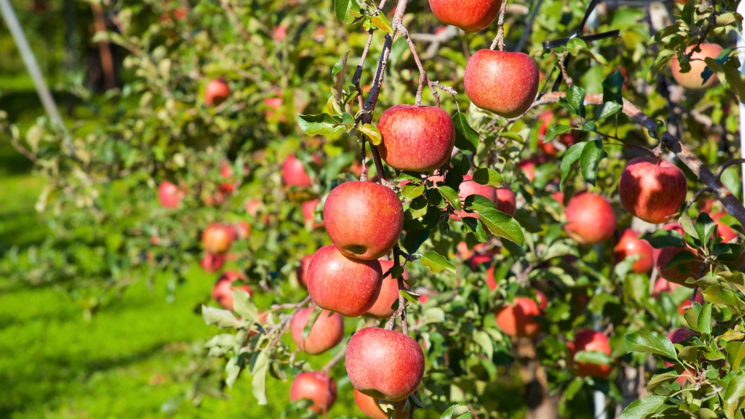 28 Different Types of Apple Tree Varieties to Grow This Season