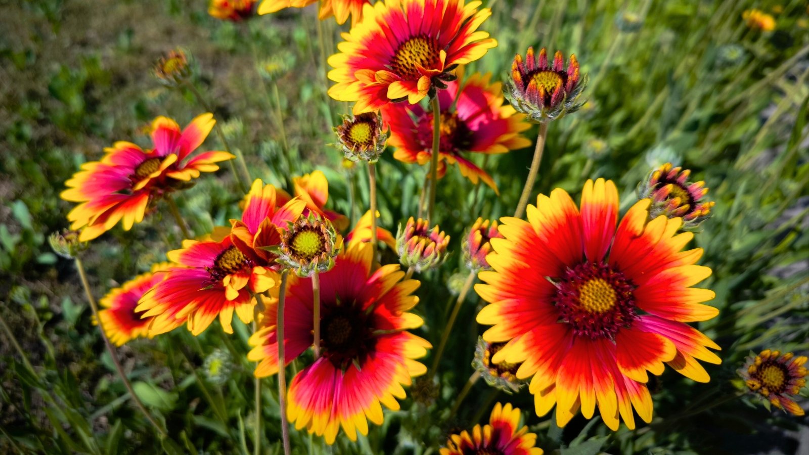 Daisy-like flowers with wide, ruffled petals that are bright red fading to a clear yellow edge surrounding a reddish-brown disk.