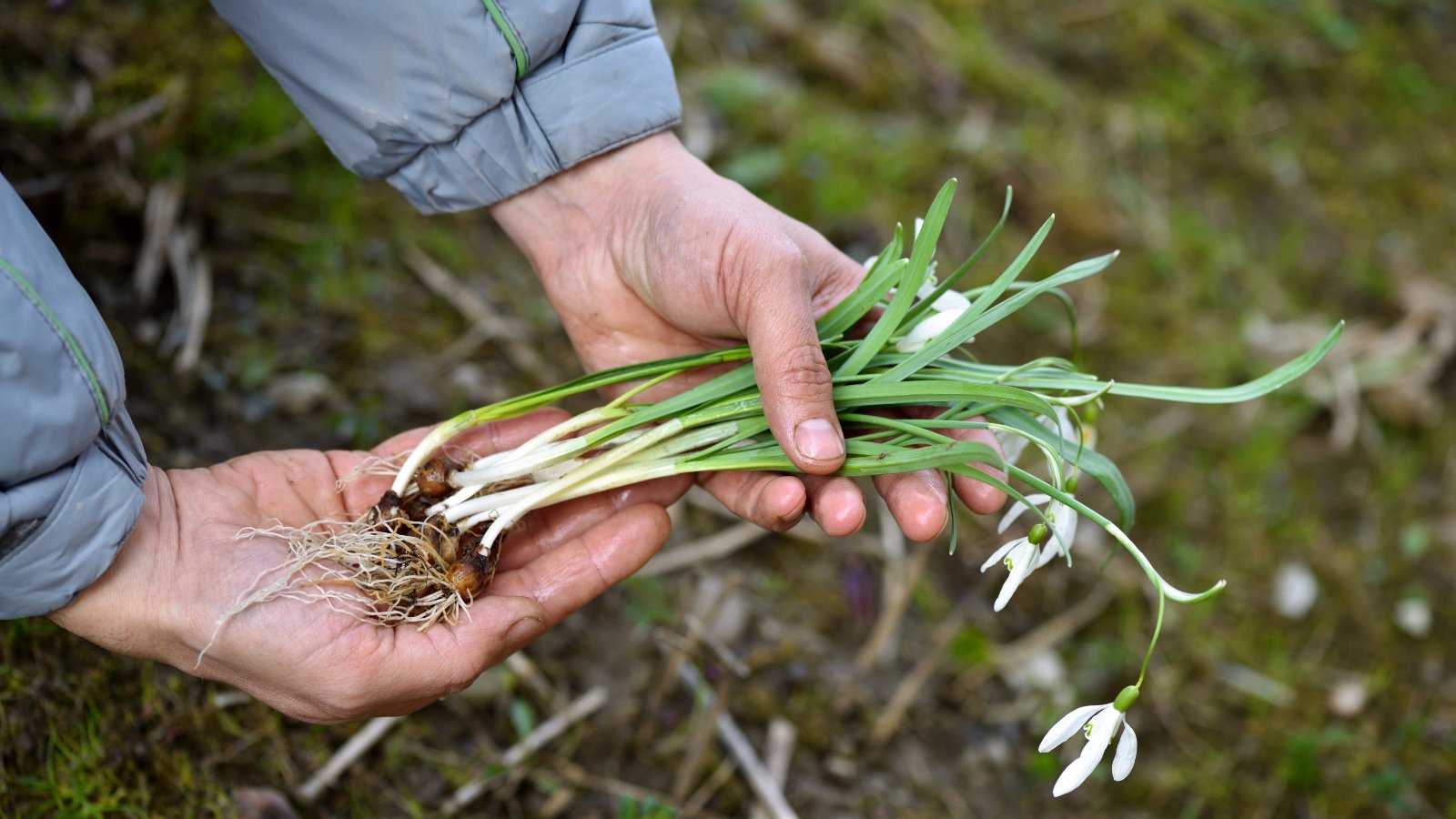 The gardener holds a bunch of freshly dug snowdrop plants, showing small bulbs, tangled roots, slender green stems, narrow gray-green leaves, and nodding white flowers in the garden.