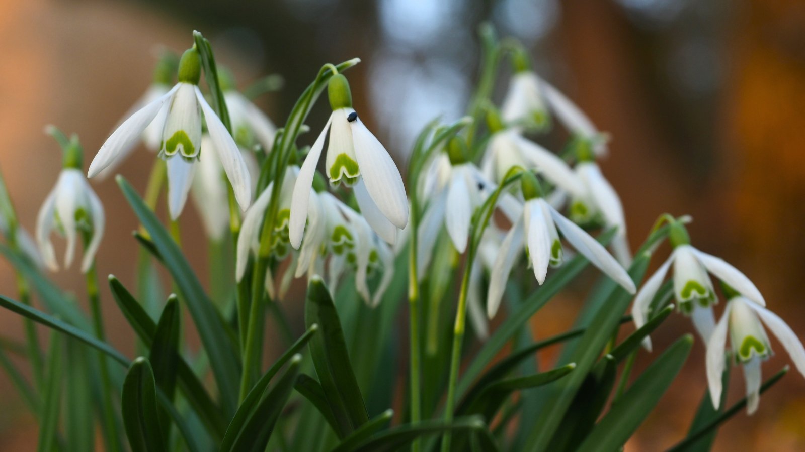 Small, delicate white bell-like flowers with distinctive green markings on the inner segments hang singly on thin, bright green stalks among slender leaves.