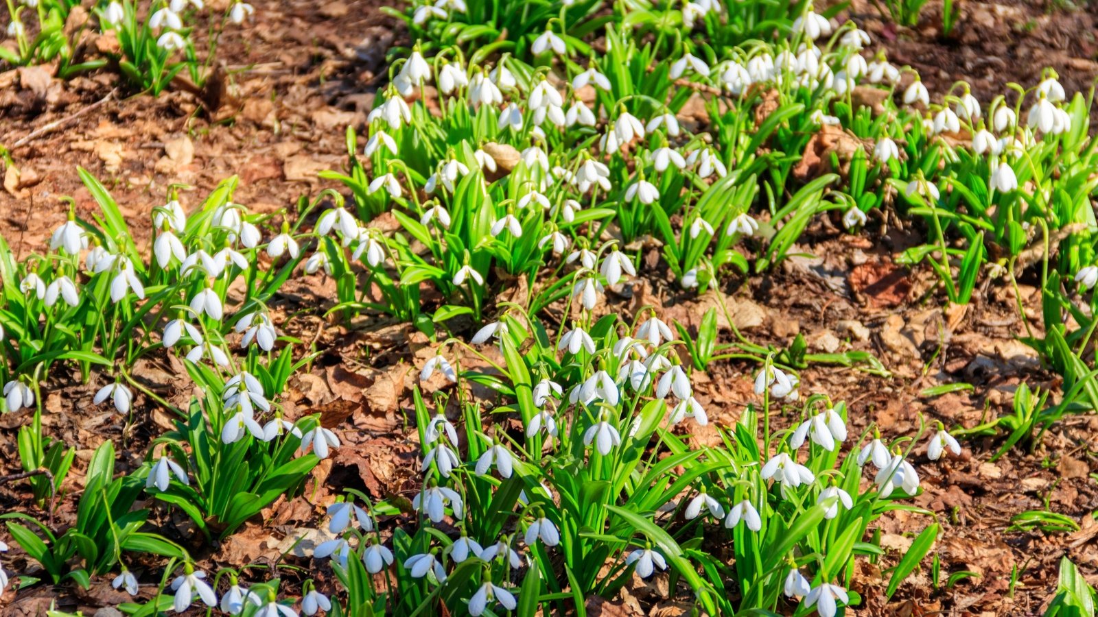 Numerous clumps of delicate white bell-shaped flowers emerge on slender green stems, their narrow, grass-like leaves forming soft, low mounds across the forest floor.