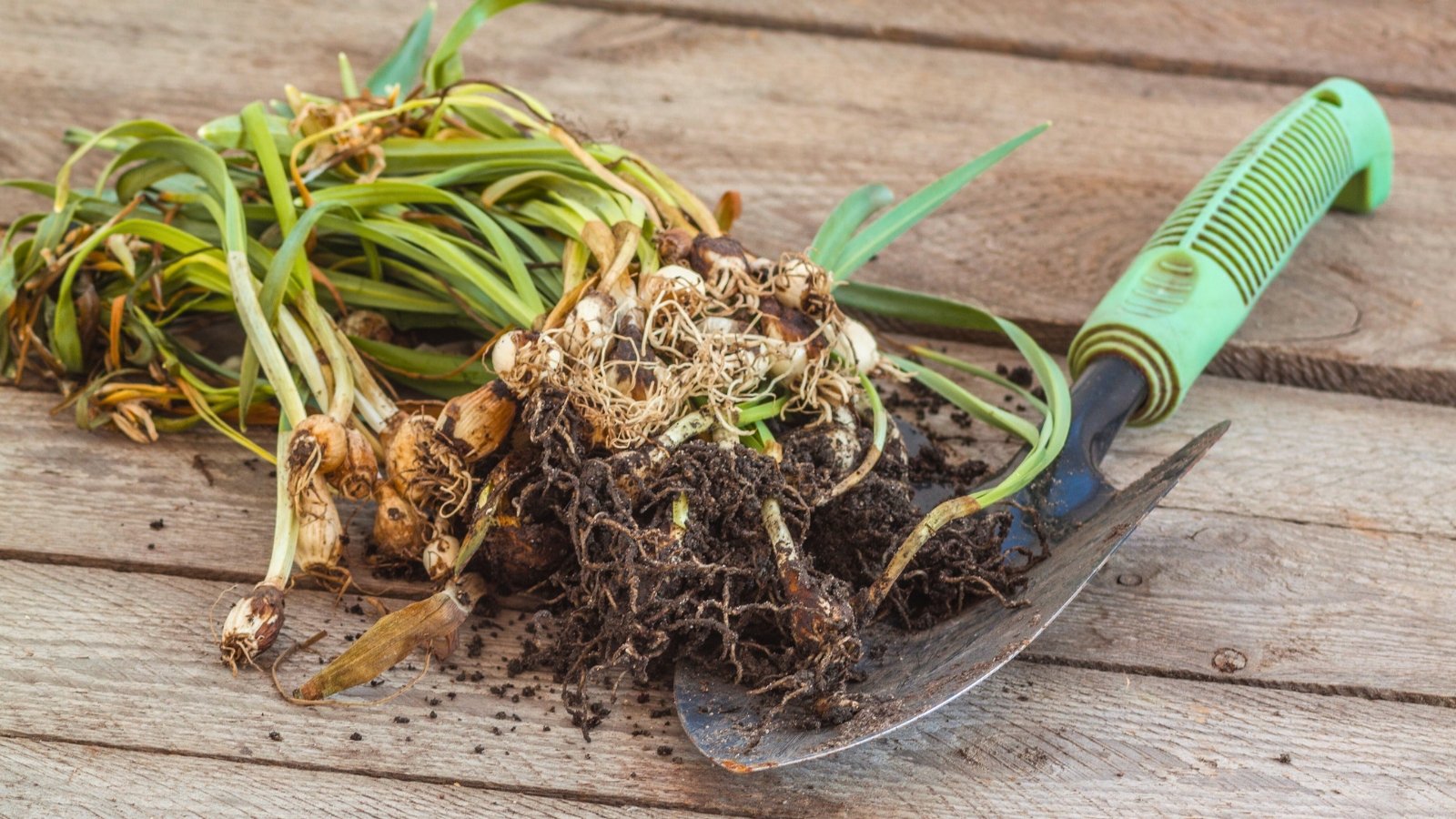 Small, white bulbs with attached roots and drying leaves lie on a wooden surface, accompanied by a garden trowel ready for dividing and replanting.