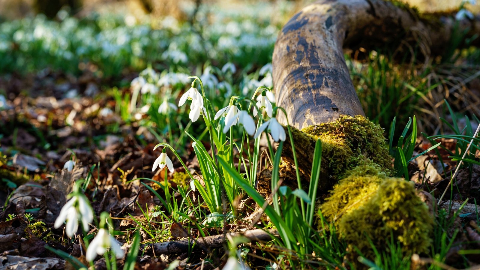 Clusters of small, pendulous white blooms with green-tipped petals rise above slender, lance-shaped green leaves scattered across the woodland floor.