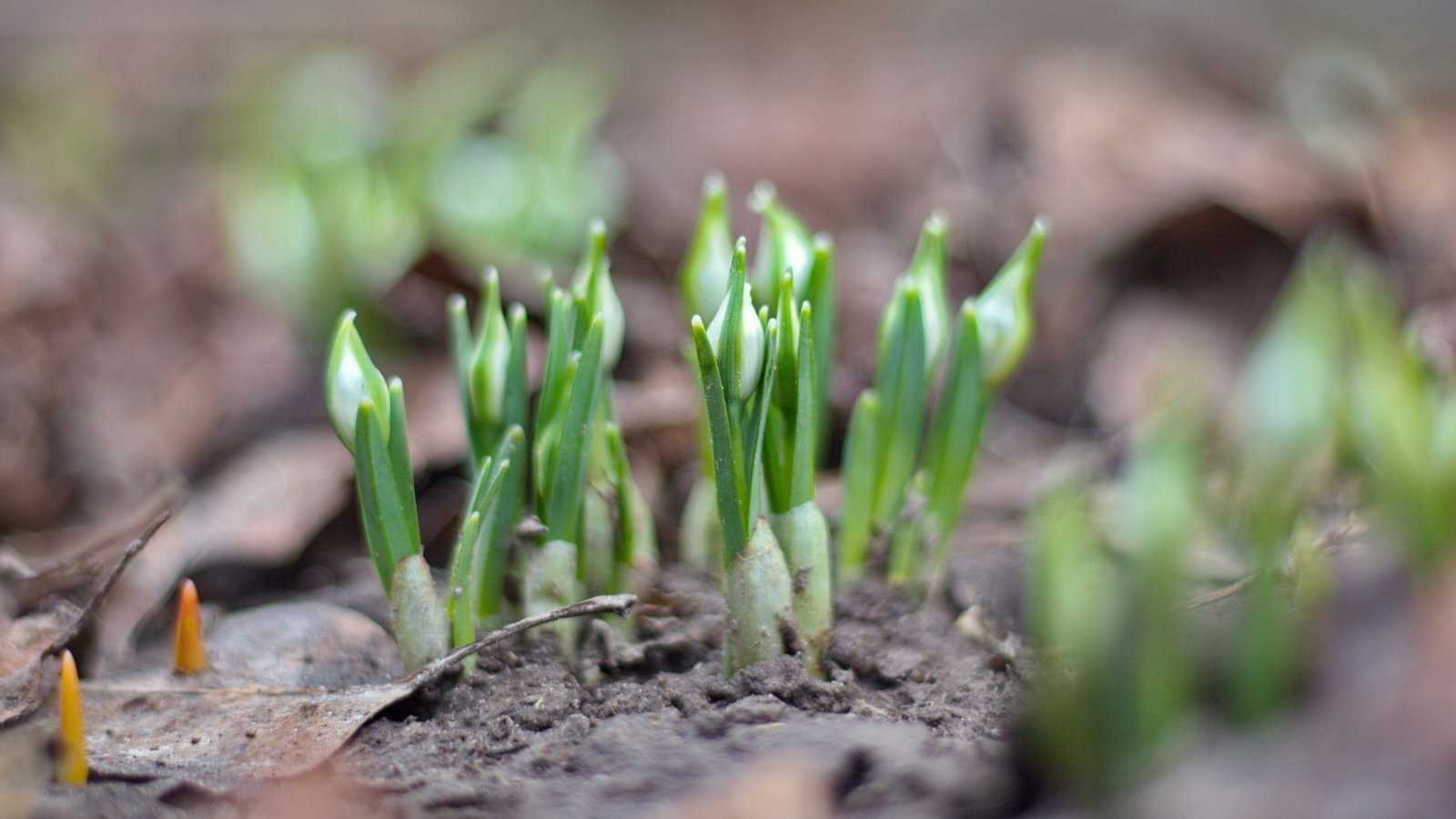 Slender green shoots with tiny, tightly closed buds emerge from the soil.
