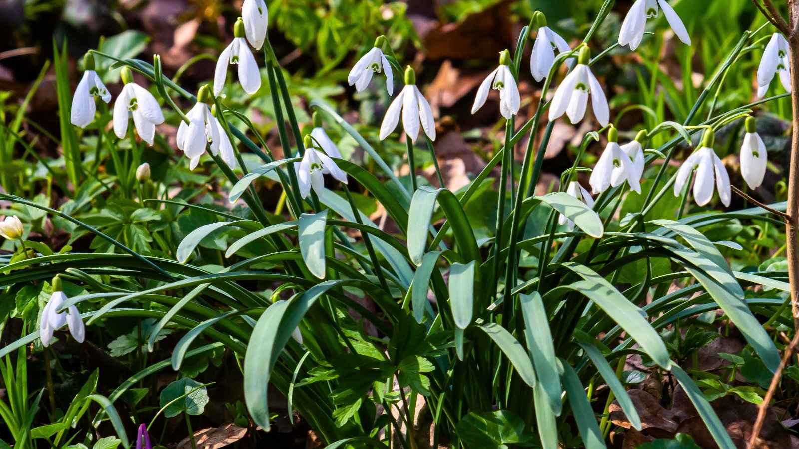 Dainty white, bell-shaped flowers hang downward from thin stems, their three outer petals curving away from the three inner ones which bear green markings.