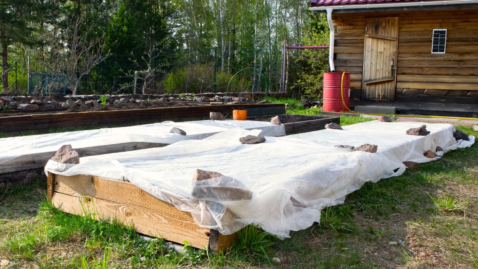 Wooden raised beds are covered with white fabric and secured with bricks for frost protection, with a wooden house visible in the background.
