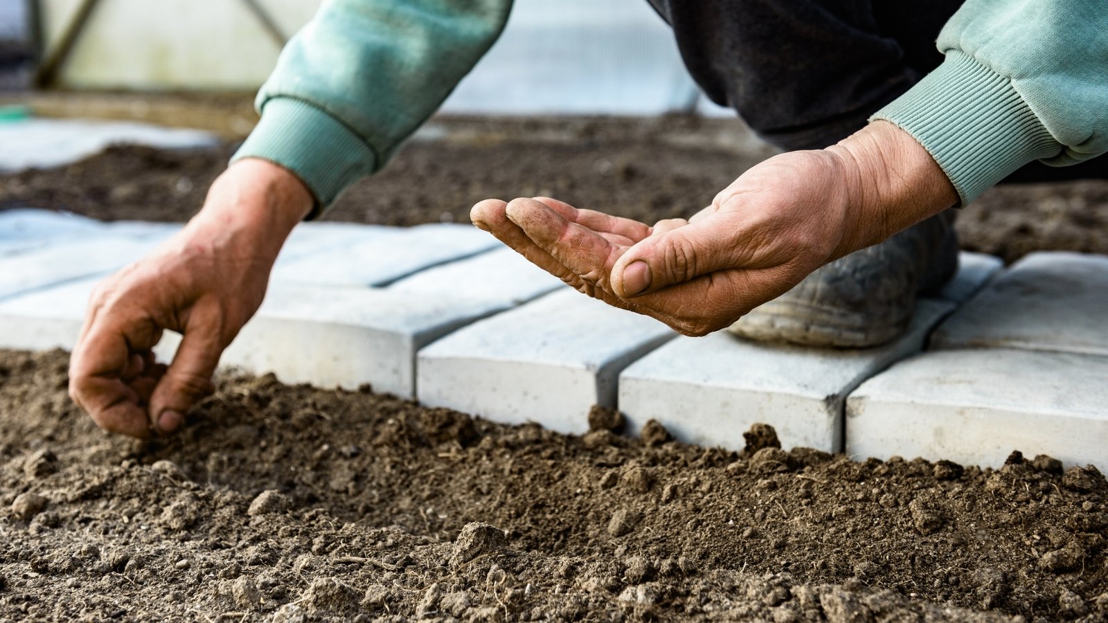 Close-up of elderly male hands sowing tiny seeds into loose brown soil.