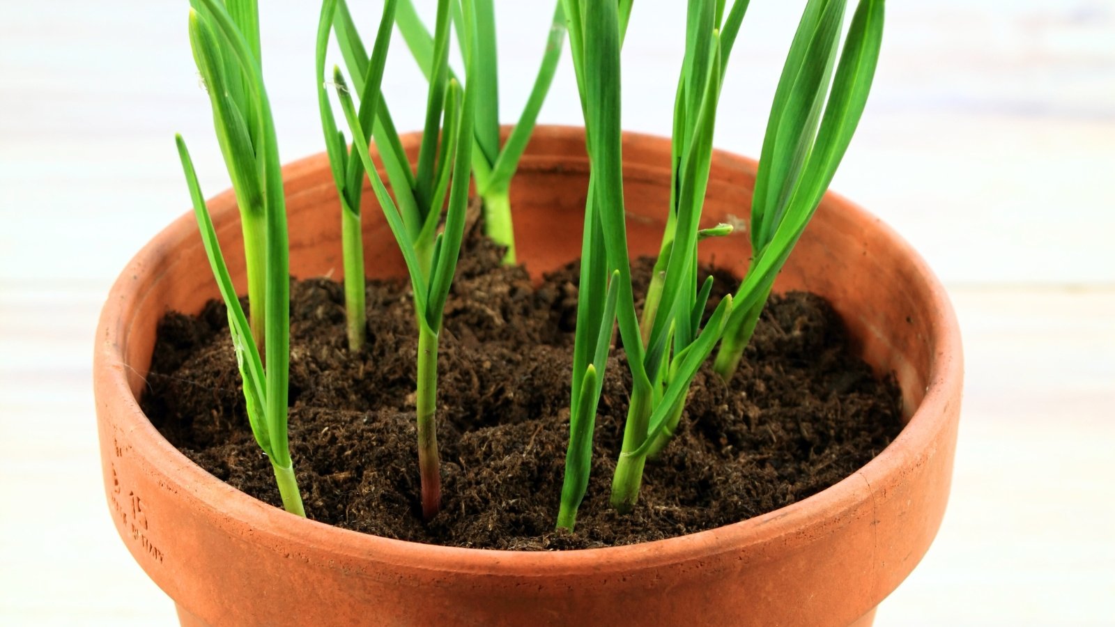 Garlic plants with slender, upright green leaves grow densely in a terracotta pot.
