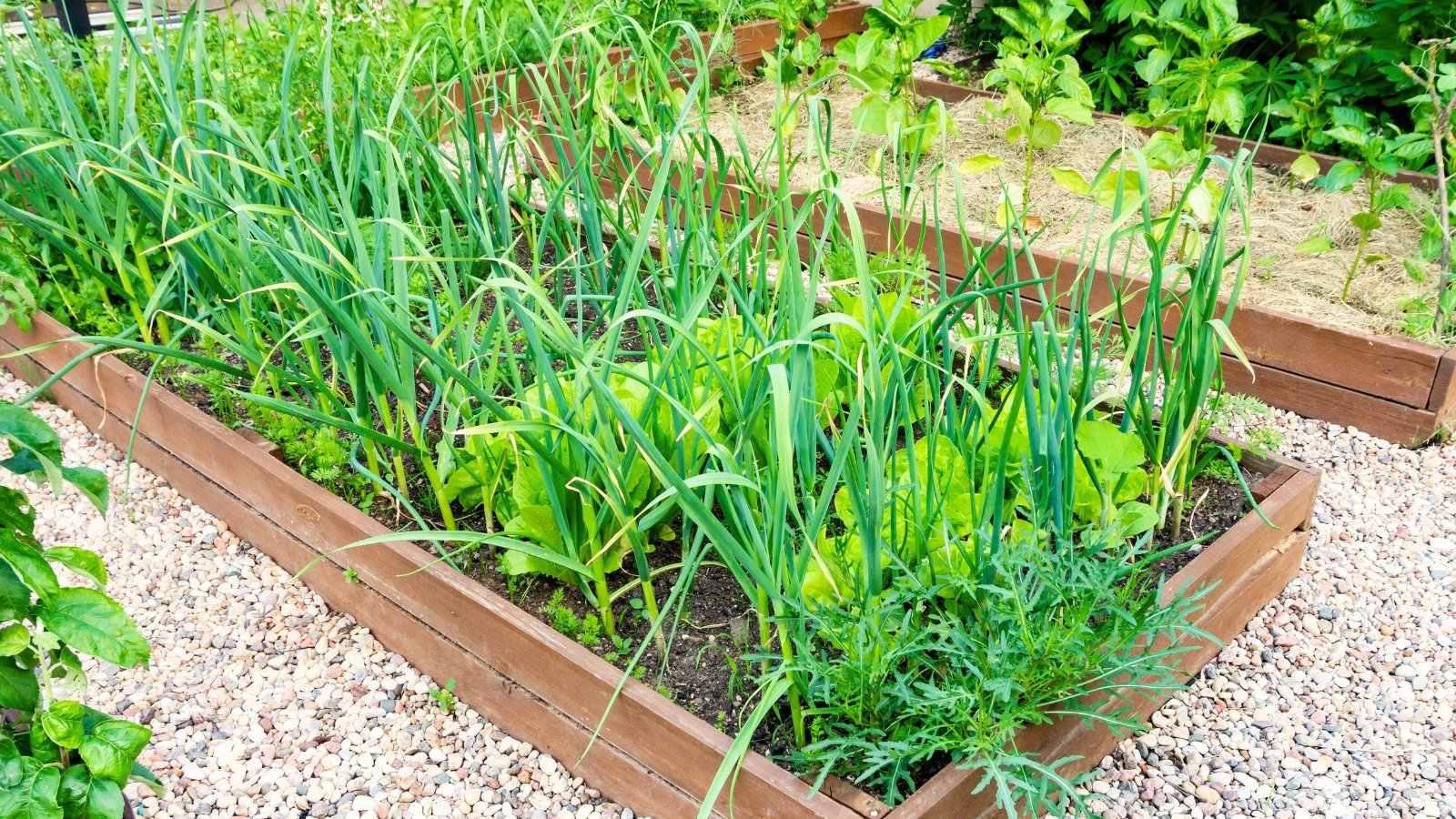 Green garlic shoots and leafy lettuce grow densely in the soil of a wooden raised garden bed.