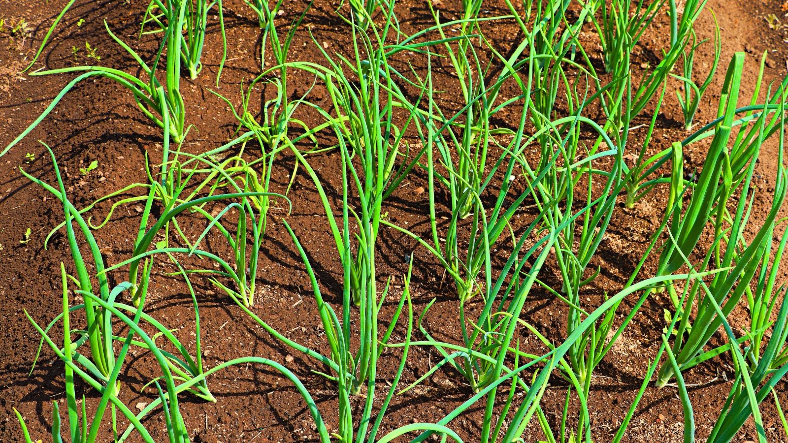 An expanse of thin, elongated, medium-green stalks, some curving and some standing straight, grows vigorously across the reddish-brown earth.