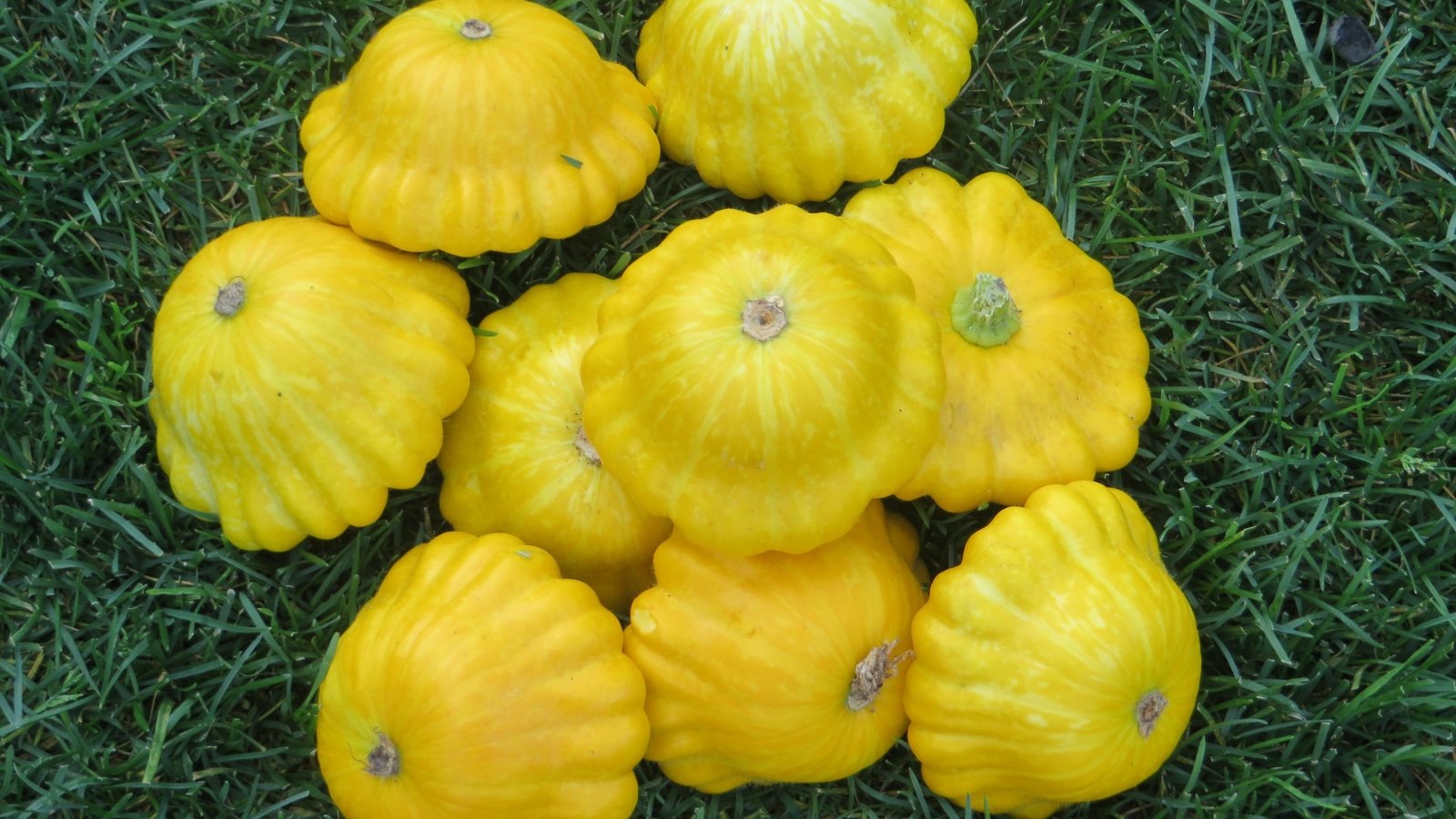 Round, scalloped yellow squash fruits lie on the grass, displaying smooth, glossy surfaces.