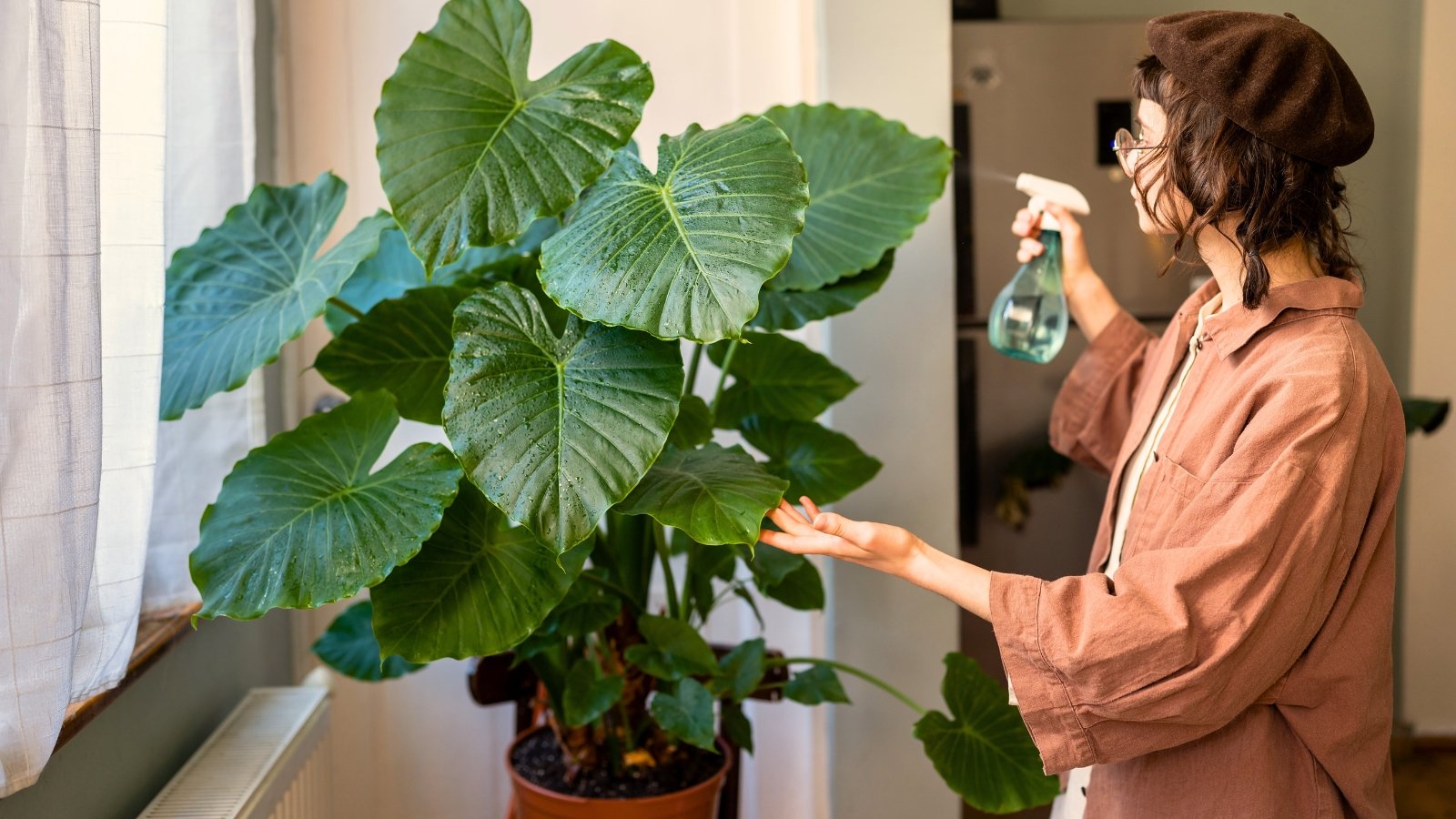 A young woman wearing a beret and glasses sprays a large potted alocasia with broad, arrow-shaped green leaves featuring wavy edges and pale veins in a bright room.