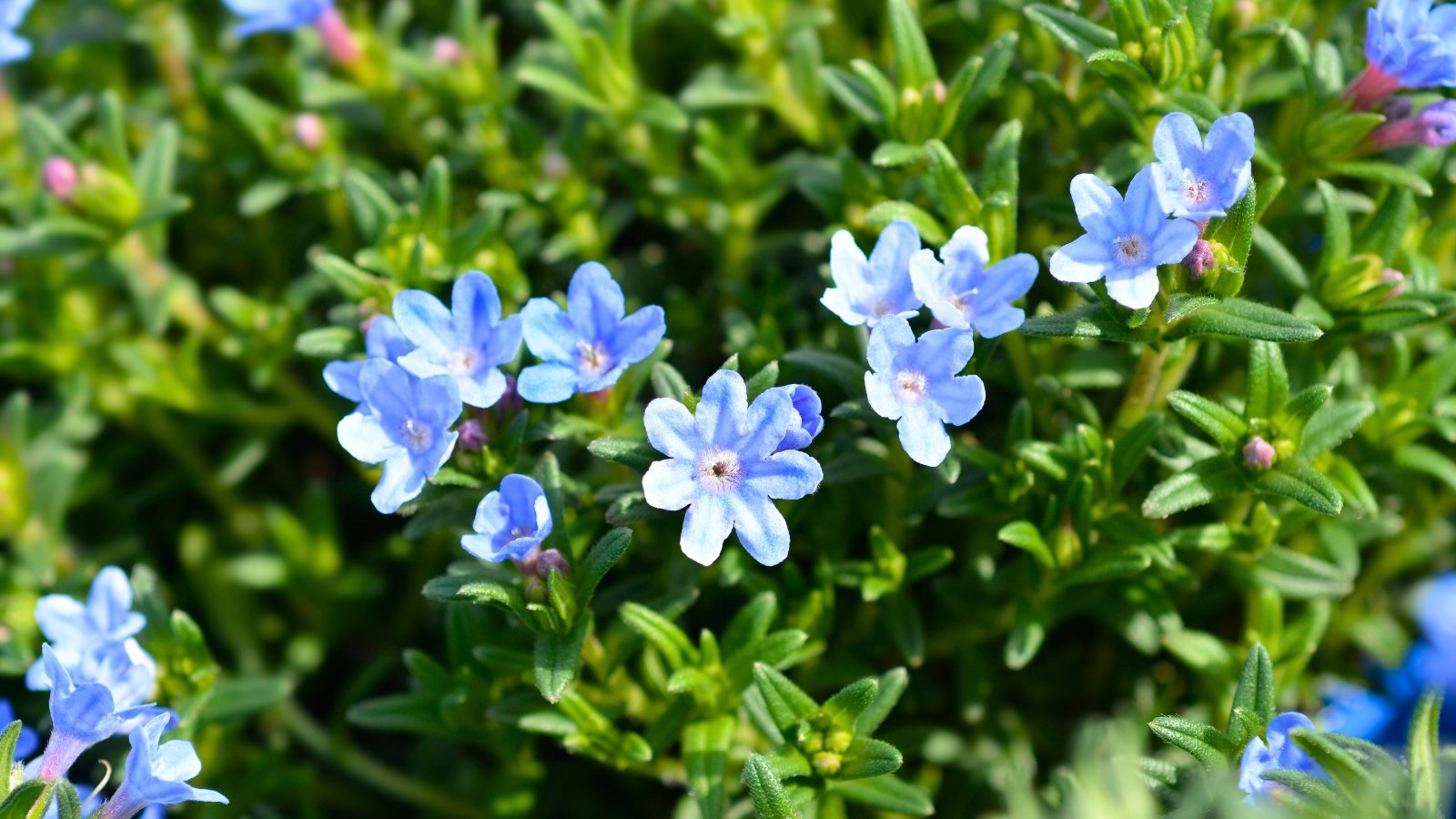 Small, five-petaled, cup-shaped flowers in a clear light blue, scattered across a carpet of dense, needle-like green foliage.