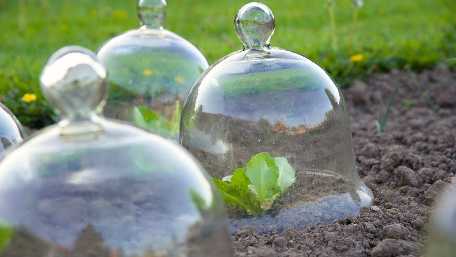 Clear glass cloches with rounded tops and small handles cover young lettuce plants in the garden bed, creating a protective mini greenhouse.

