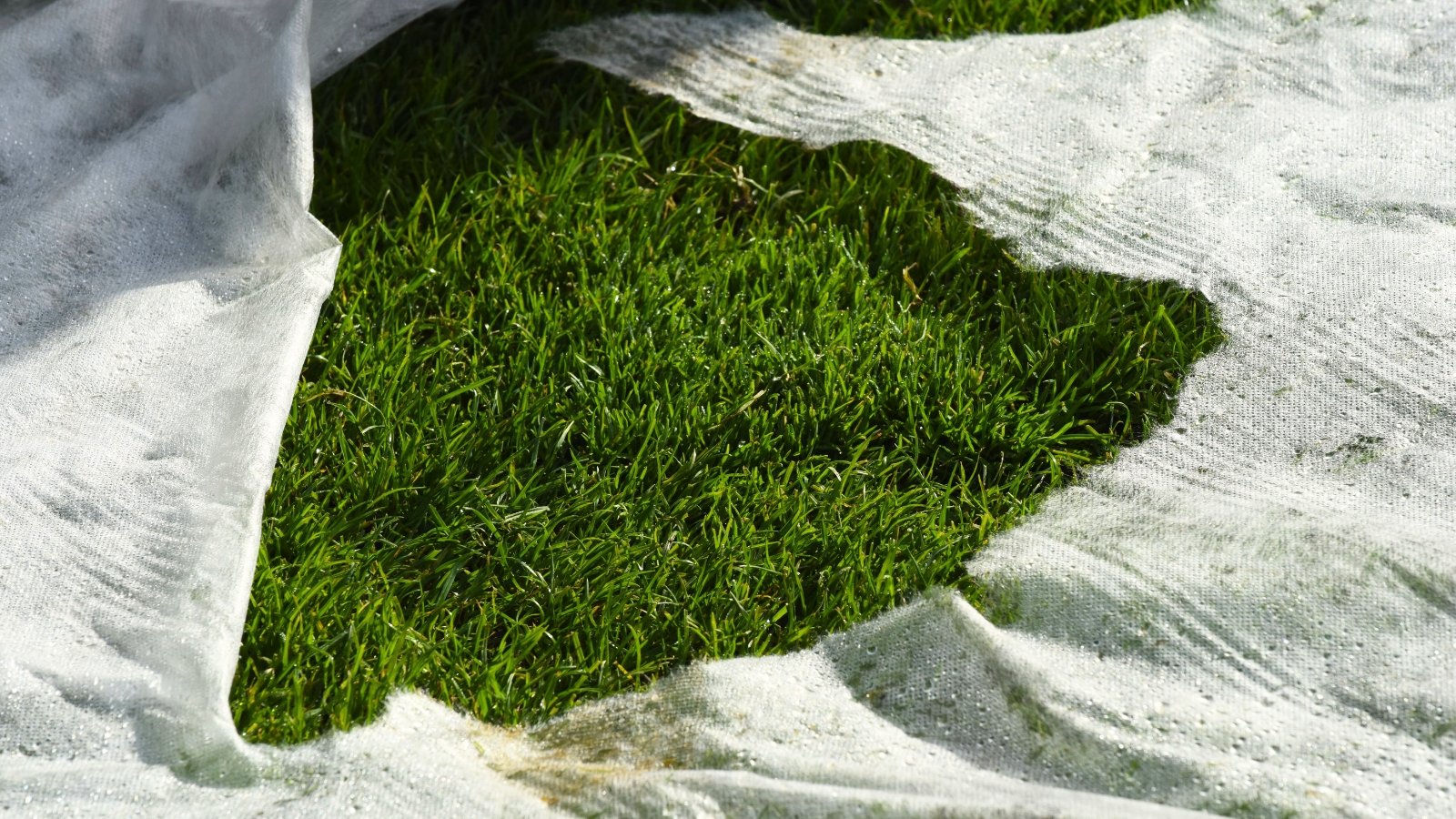 A grass lawn is almost completely draped with white frost cloth, creating a smooth protective layer across the ground.