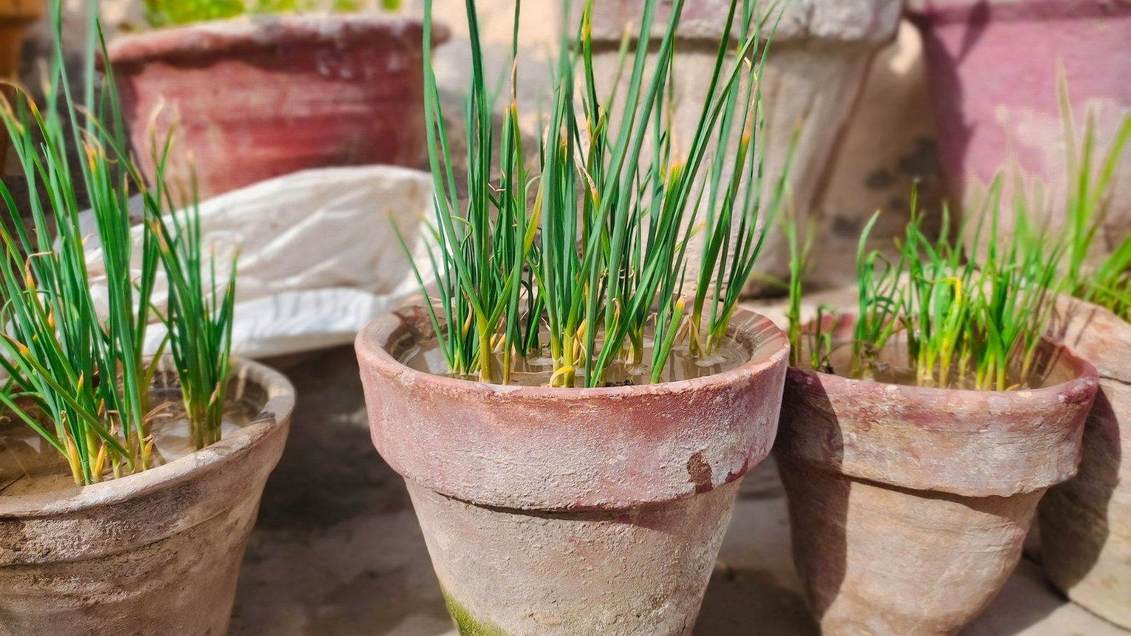 Green garlic plants with long, slender, vibrant green leaves and fresh water standing on the dark soil in clay pots.

