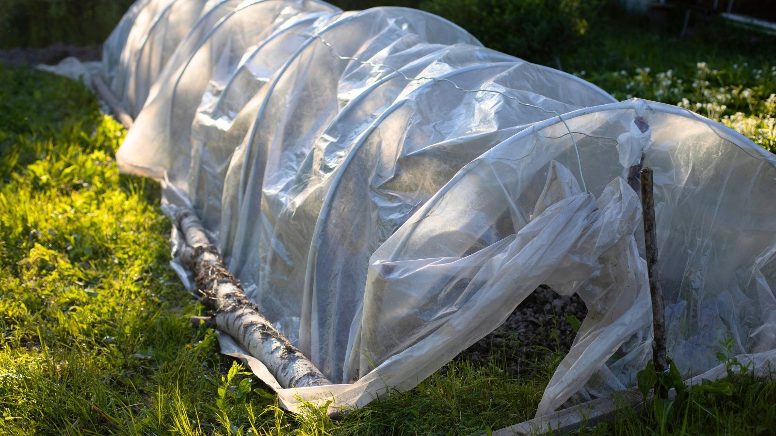 A vegetable garden bed is covered with clear greenhouse plastic stretched over curved hoops, forming a protective tunnel.