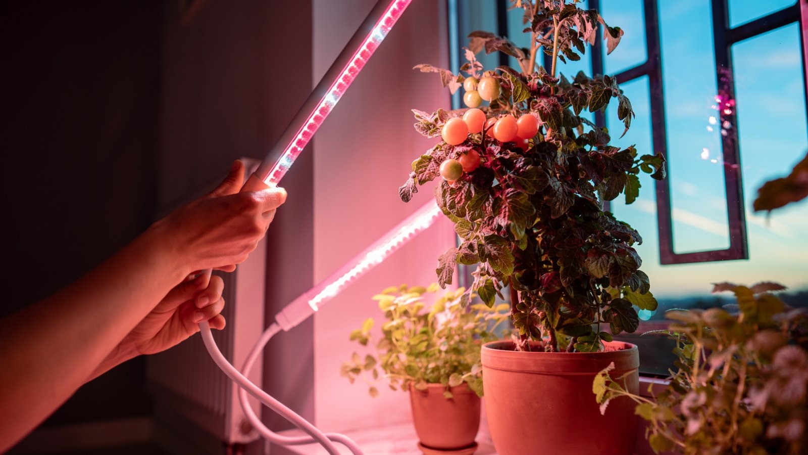 A woman installs LED growing lights for potted tomatoes and herbs growing on a windowsill.