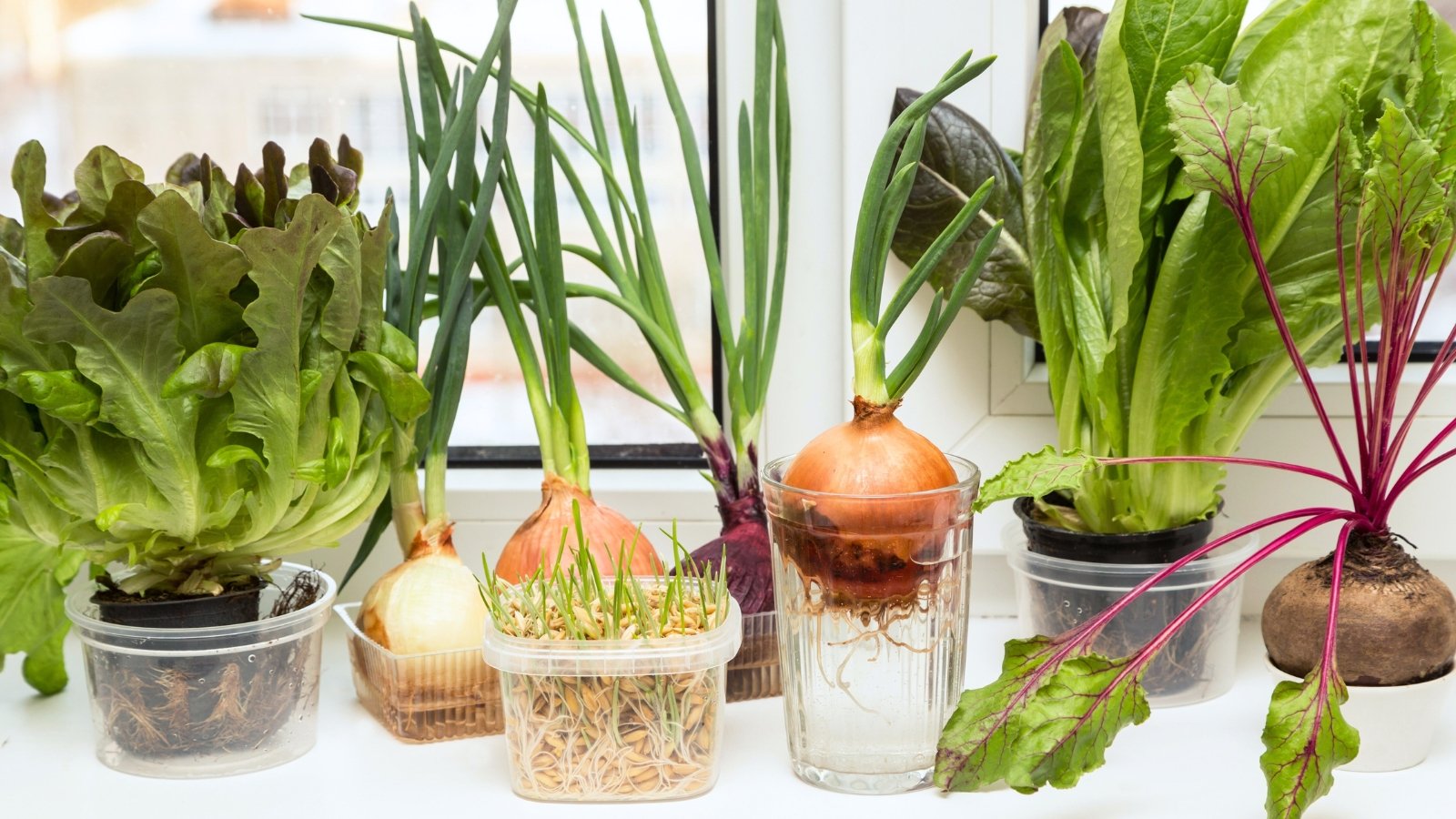 Green onions sprout in clear glasses filled with water beside small containers of leafy edible greens such as lettuce and beet leaves on a bright windowsill.
