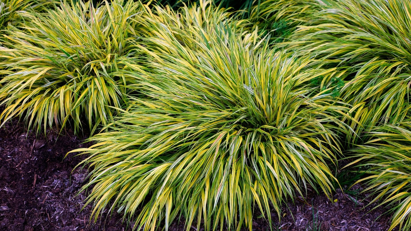Graceful, arching stems with narrow, bright green-yellow leaves cascade in a flowing, mound-like form, creating a soft, fountain-like effect.