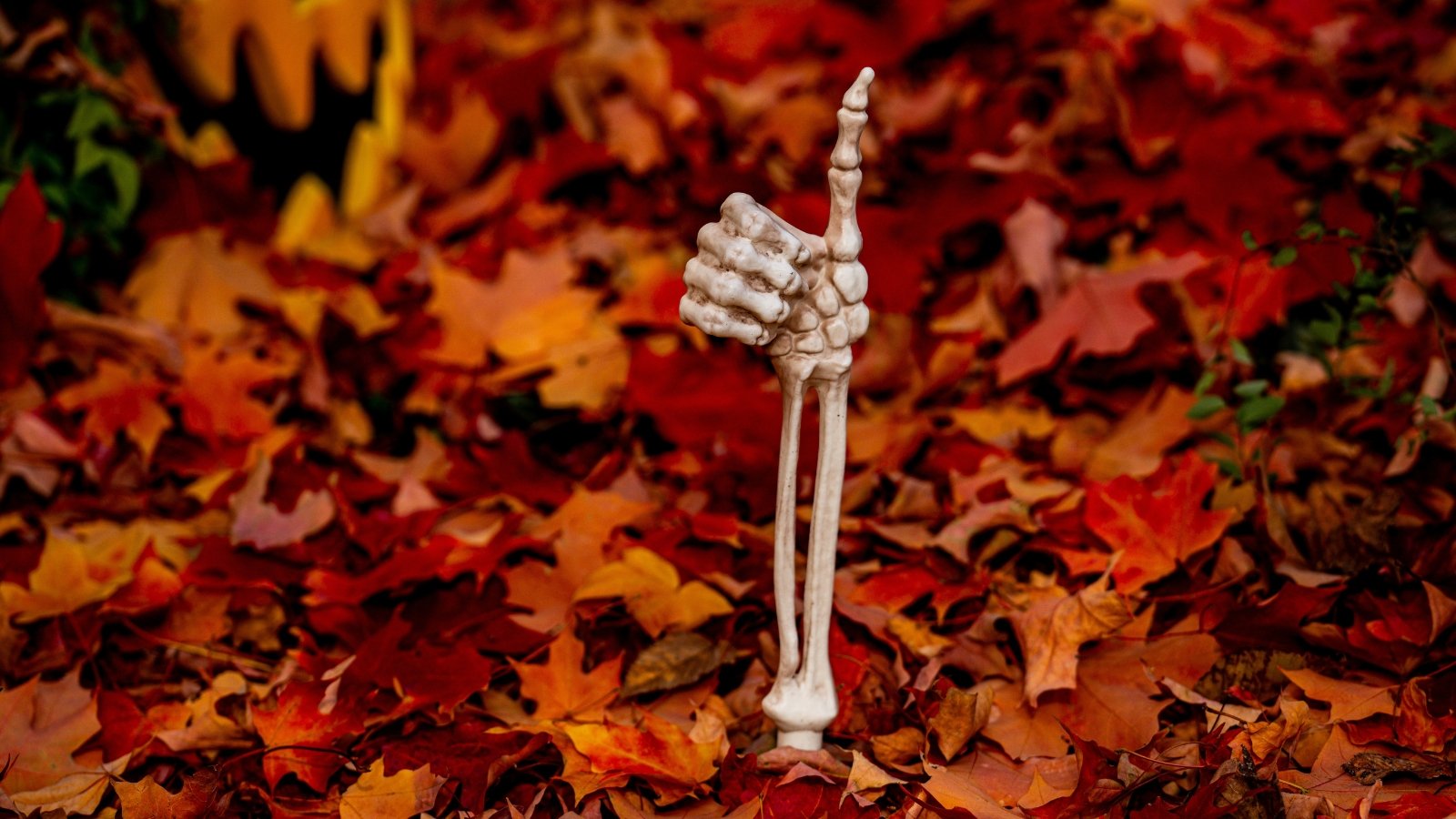 A Halloween skeleton hand emerges from the ground covered with autumn leaves, its bony fingers forming a thumbs-up gesture.