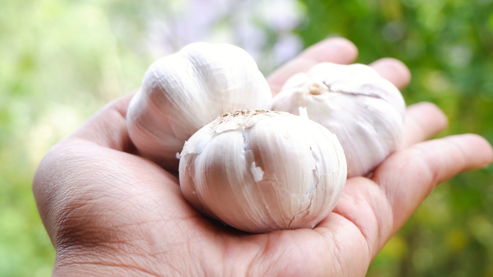 Close-up of a man's hand holding three large heads of garlic against a blurred green background.