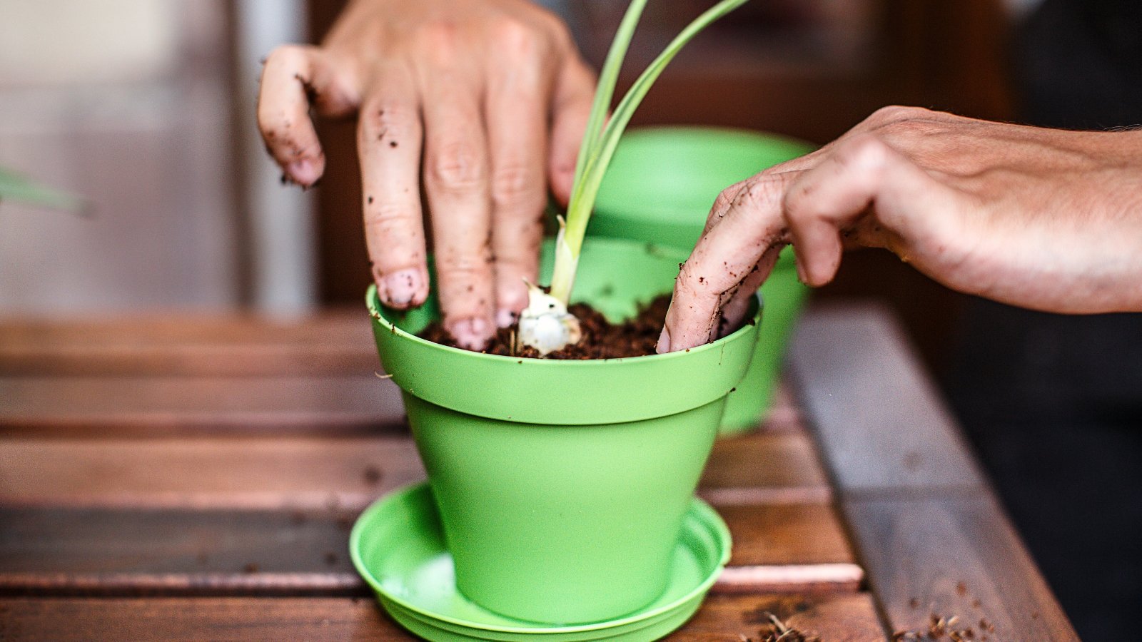 Male hands placing a garlic plant with fresh green leaves into rich black soil inside a small green pot indoors.
