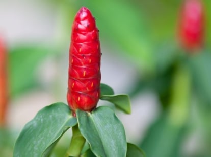 Healthy shampoo ginger containers, appearing to have vibrant red flowers with cone-like shape surrounded by bright green foliage