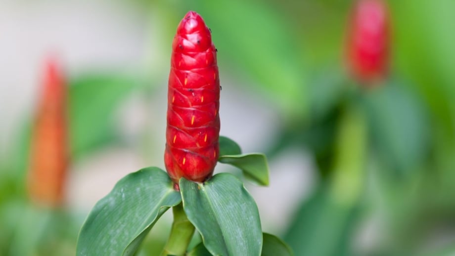 Healthy shampoo ginger containers, appearing to have vibrant red flowers with cone-like shape surrounded by bright green foliage