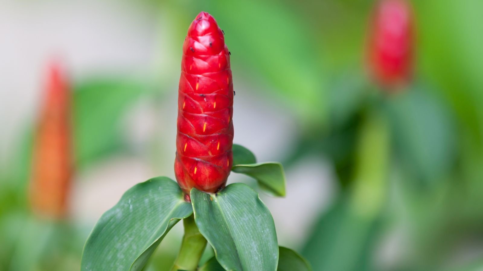 Healthy shampoo ginger containers, appearing to have vibrant red flowers with cone-like shape surrounded by bright green foliage