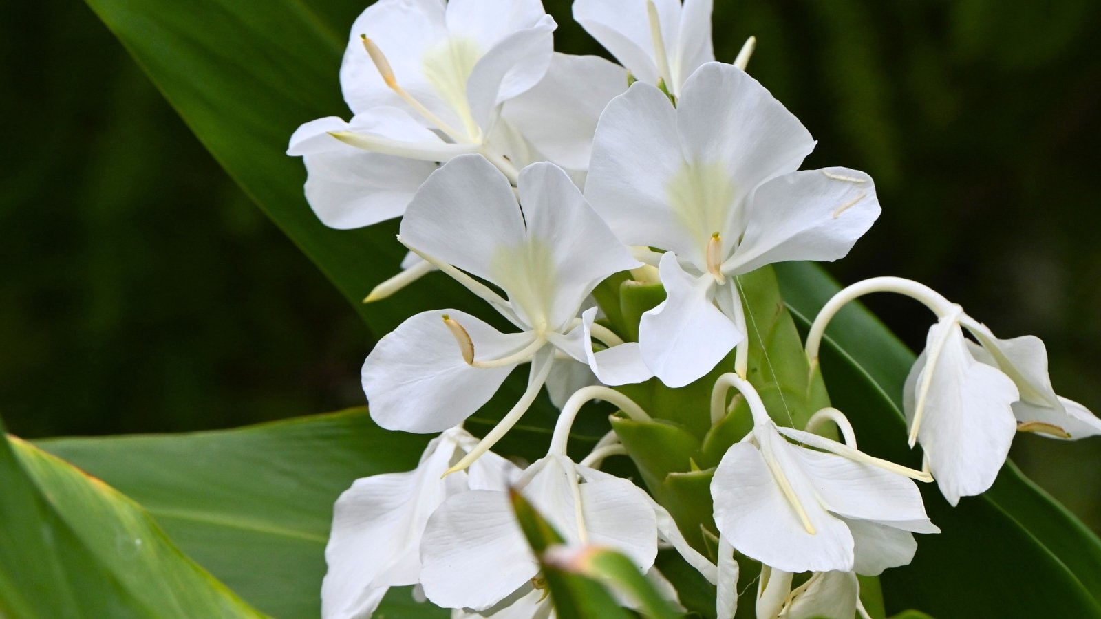 Large, pure white, butterfly-shaped flowers with thin, flowing petals and long stamens droop gracefully from a thick green stem.